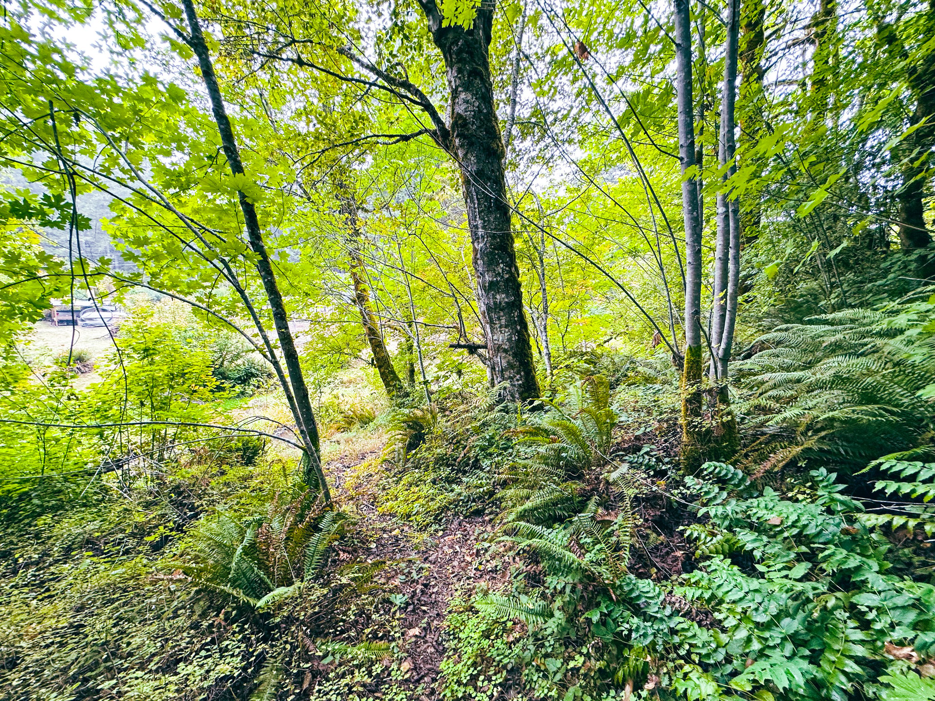 Little Forest