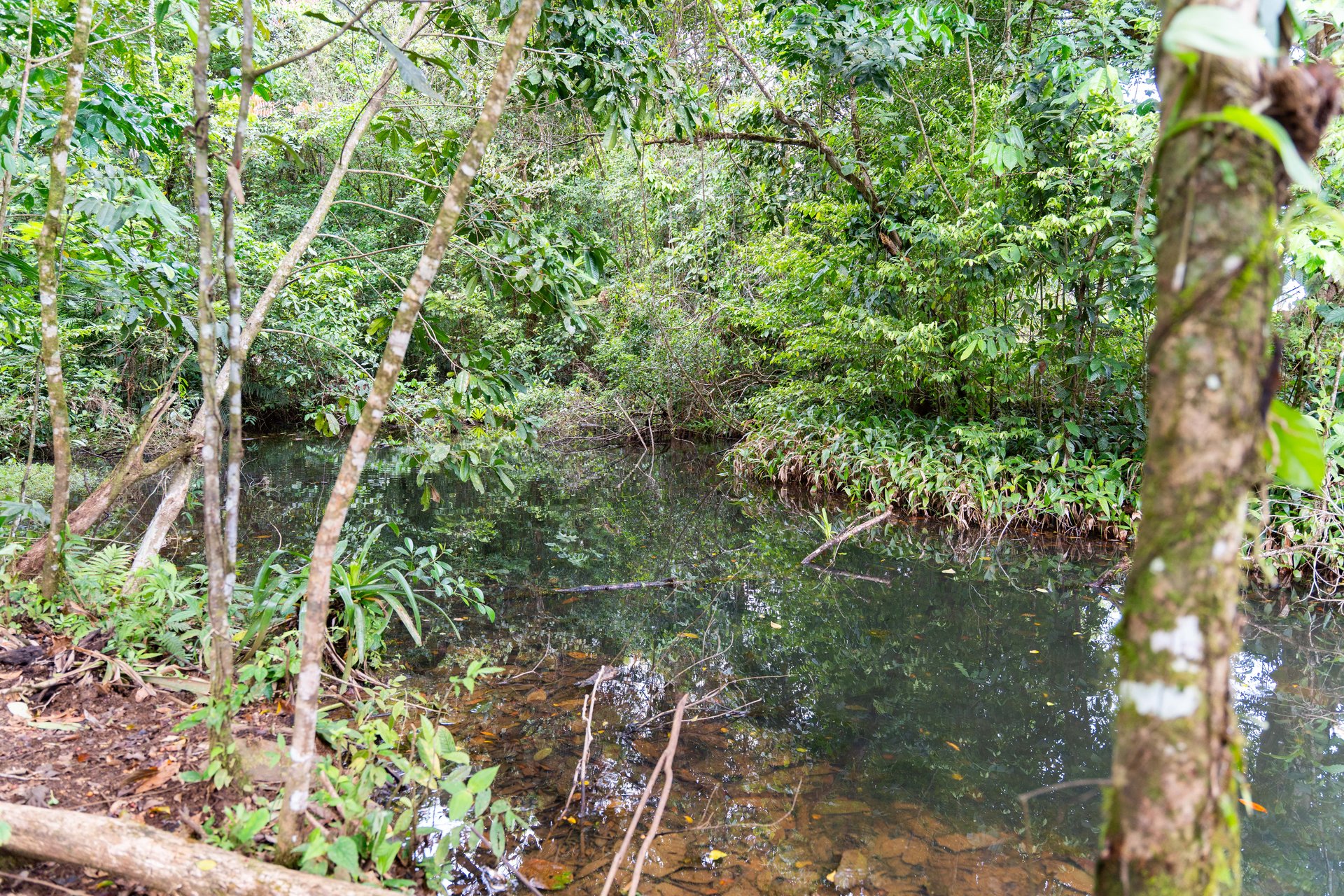 Finca Las Zompopas-Río Celeste | 113-Acre Biodiverse Property in Bijagua, Ideal for Eco-Tourism, Private Retreats, or Sustainable Development