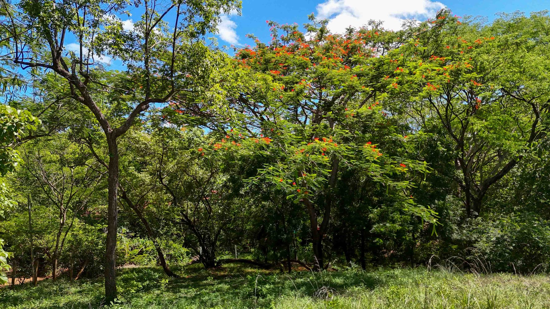 Acreage Estate Lot | 7,128 m² Buildable Property Near Playa Avellanas