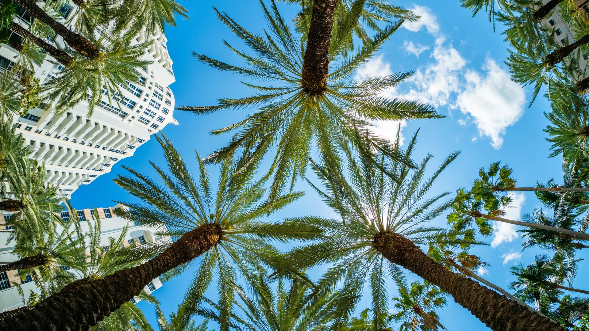 Looking up at tropical palm trees and white high-rise building against bright blue Miami sky for The Edit Real Estate