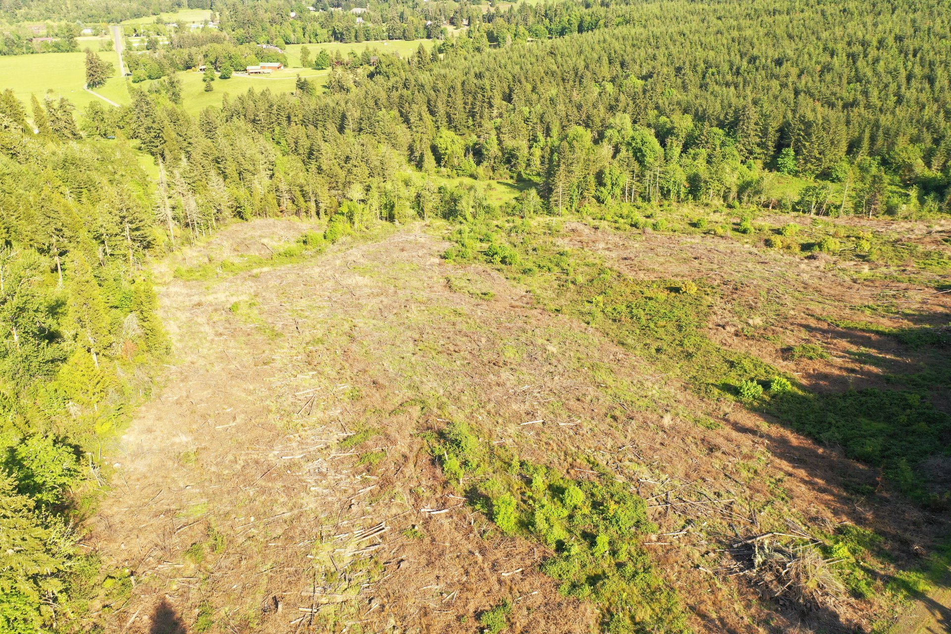 KIMBALL FOREST