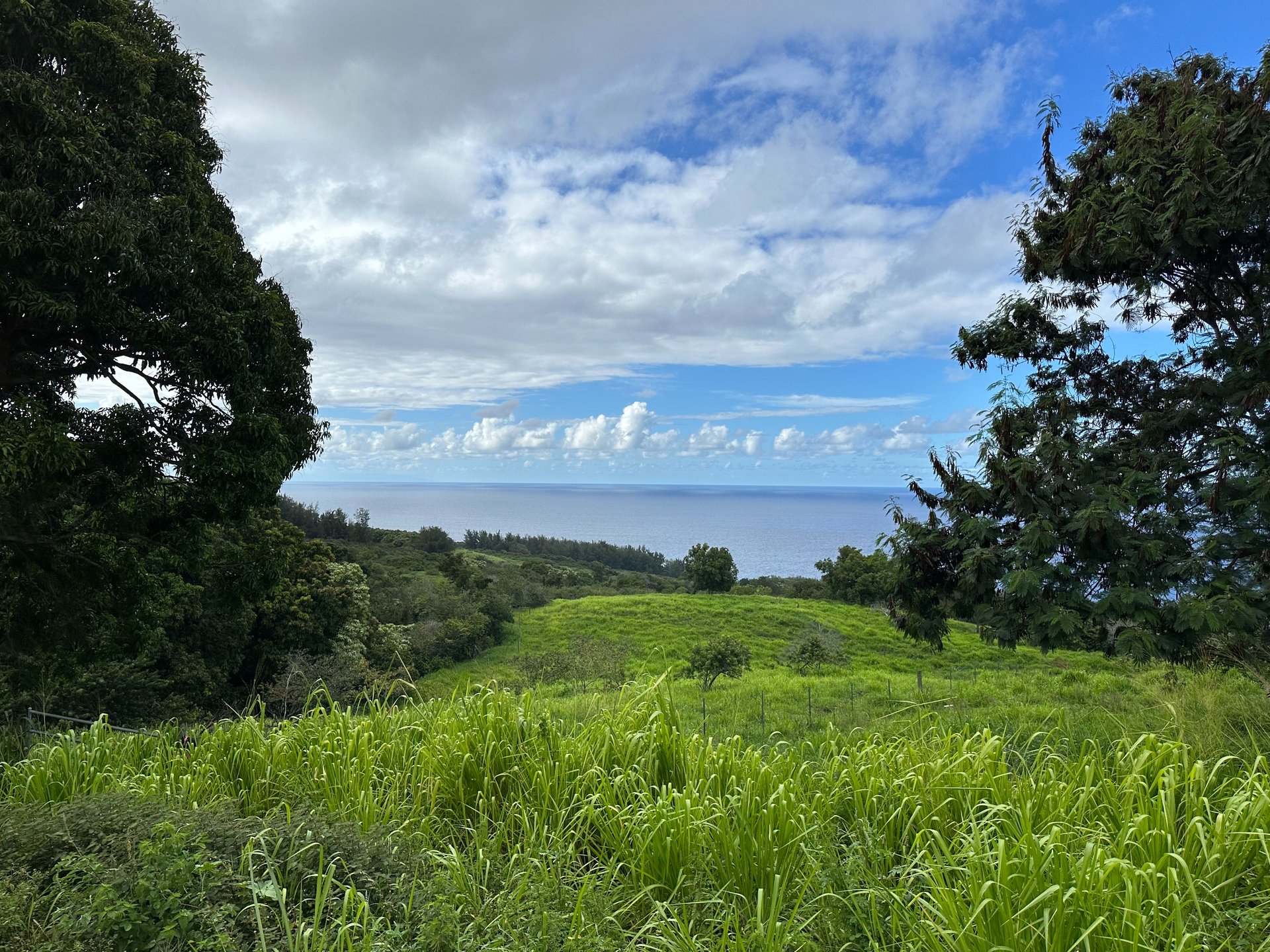Grassy coastal acreage slopes toward an ocean view, framed by lush trees.