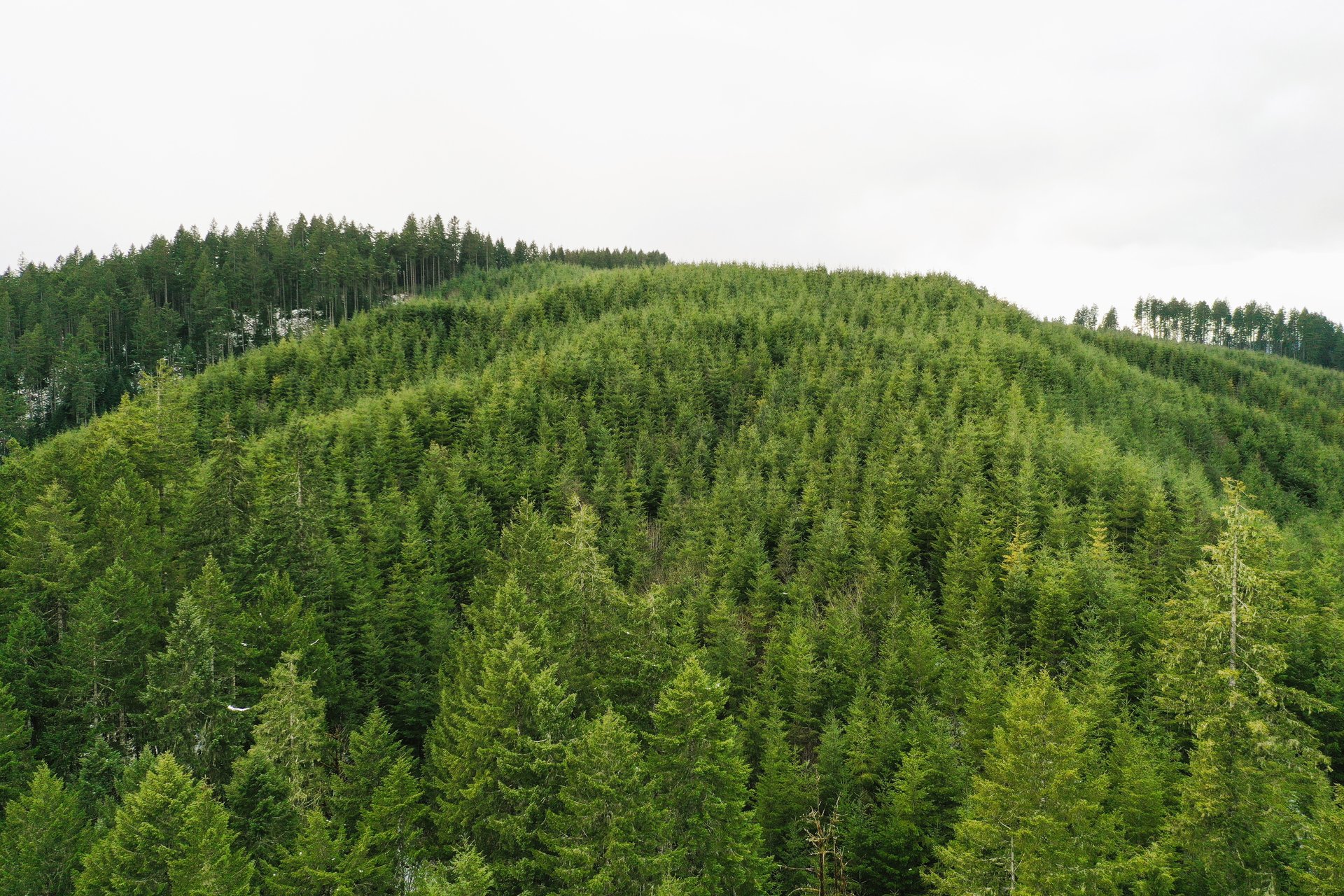 ARC Woods