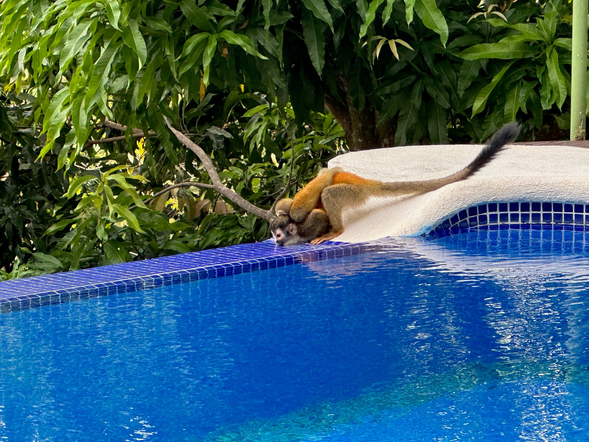 Exclusive Villa Grande: 5-Bedroom Retreat with Panoramic Jungle & Sea Views Manuel Antonio