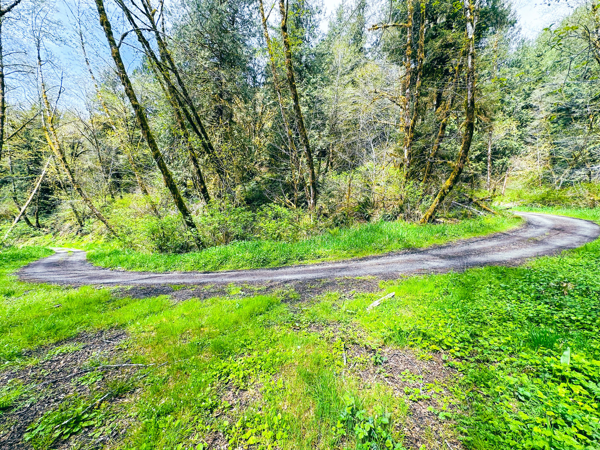 MILL CREEK FOREST