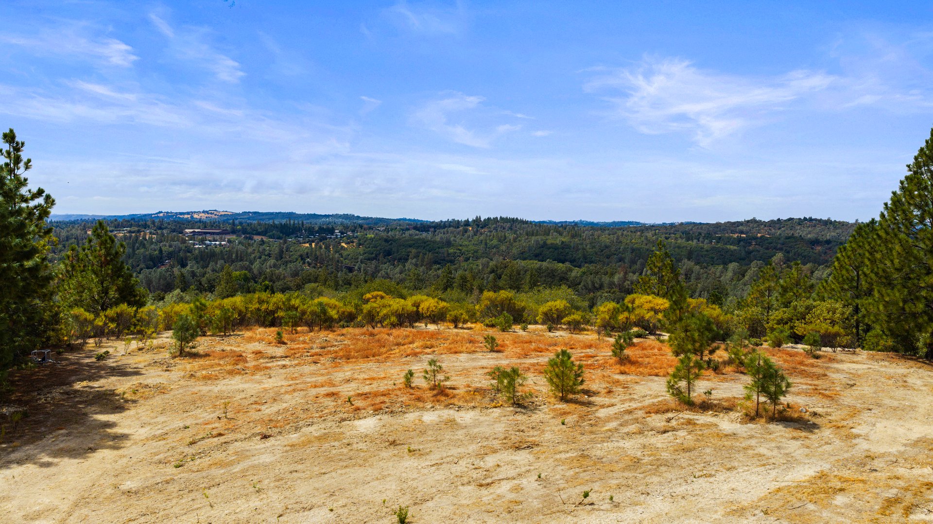 Open dry land with sparse young pines and wooded hills in the distance.