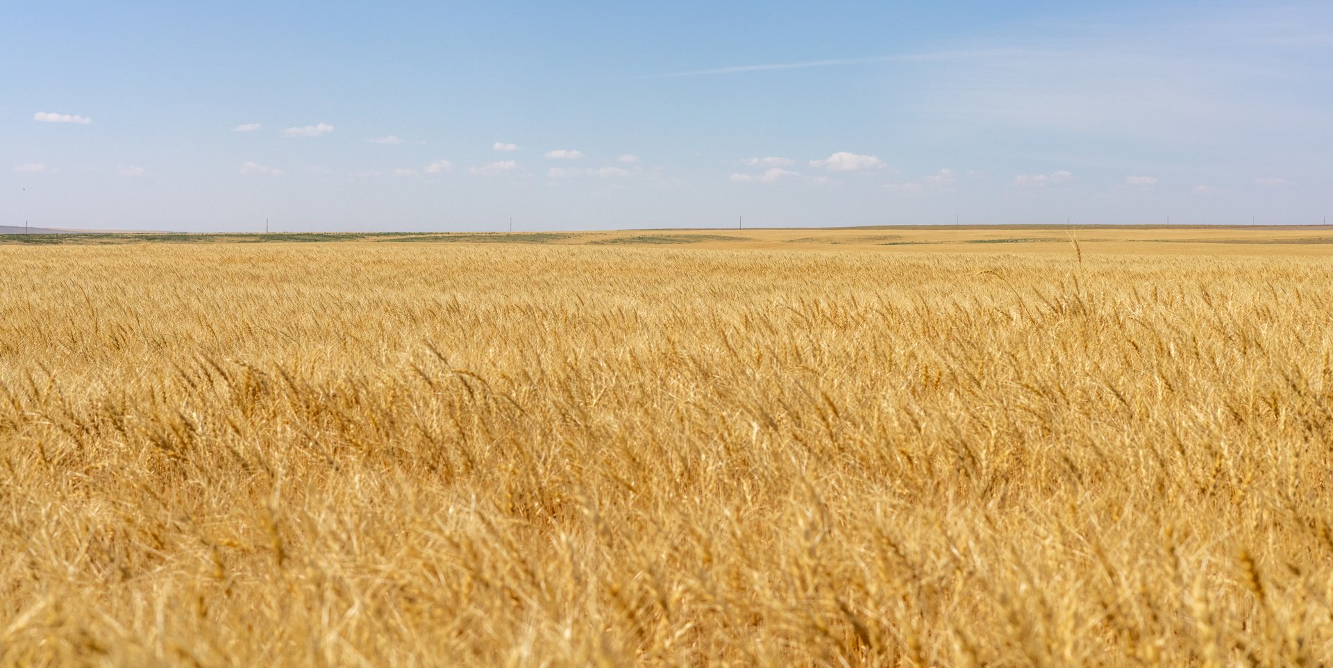 Hill County Organic & CRP Farm