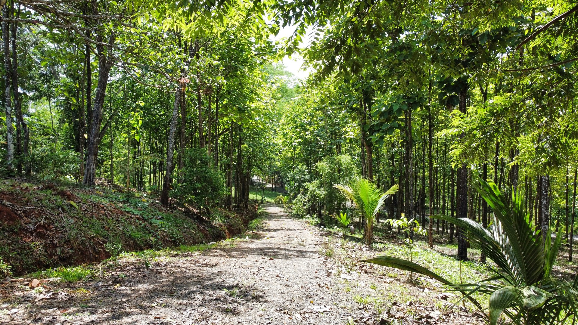 7-Hectare Farm with Teak Plantation, Existing Home & Eco-Development Potential Near Parrita, Costa Rica