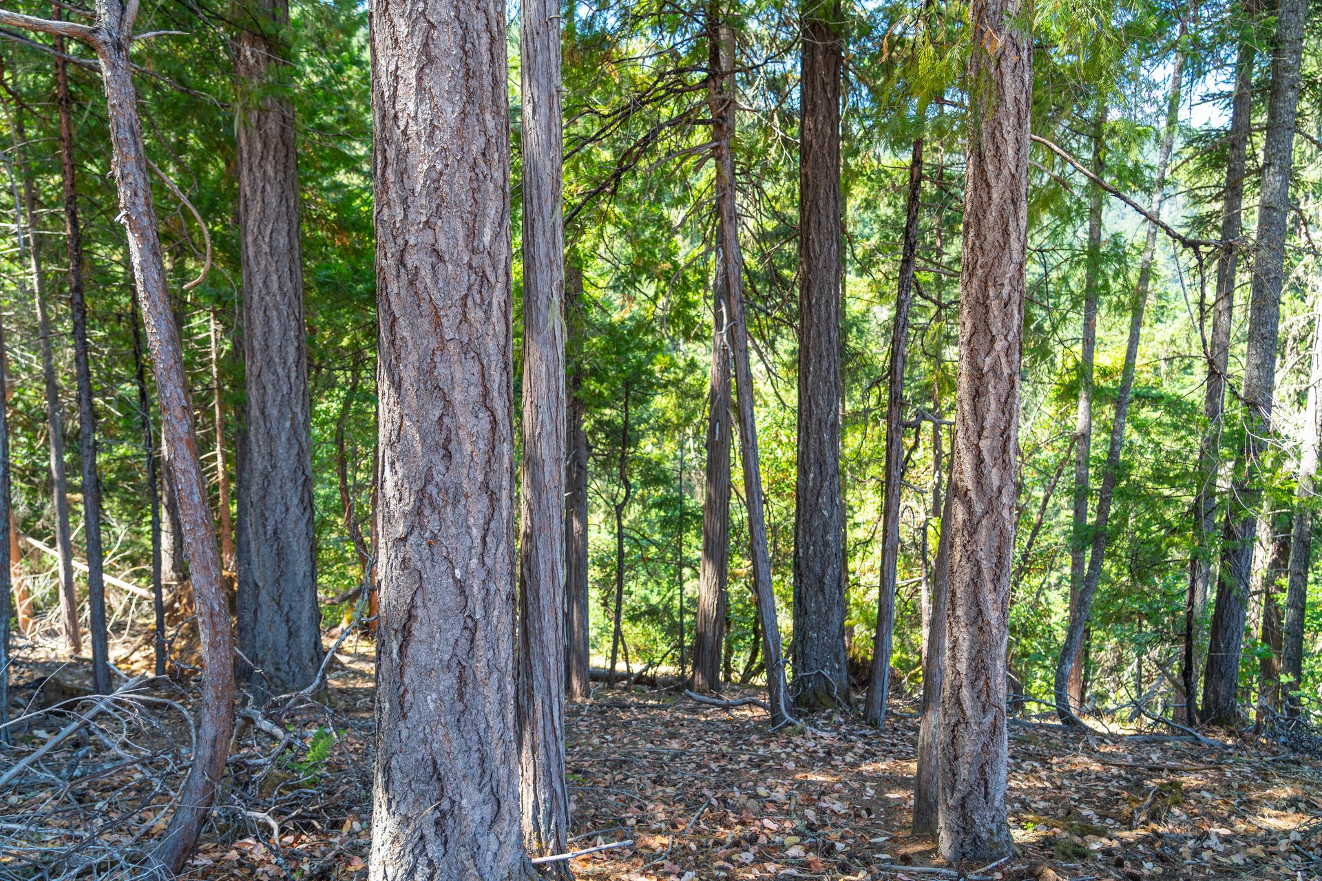 STRICKLAND BOULDER FOREST