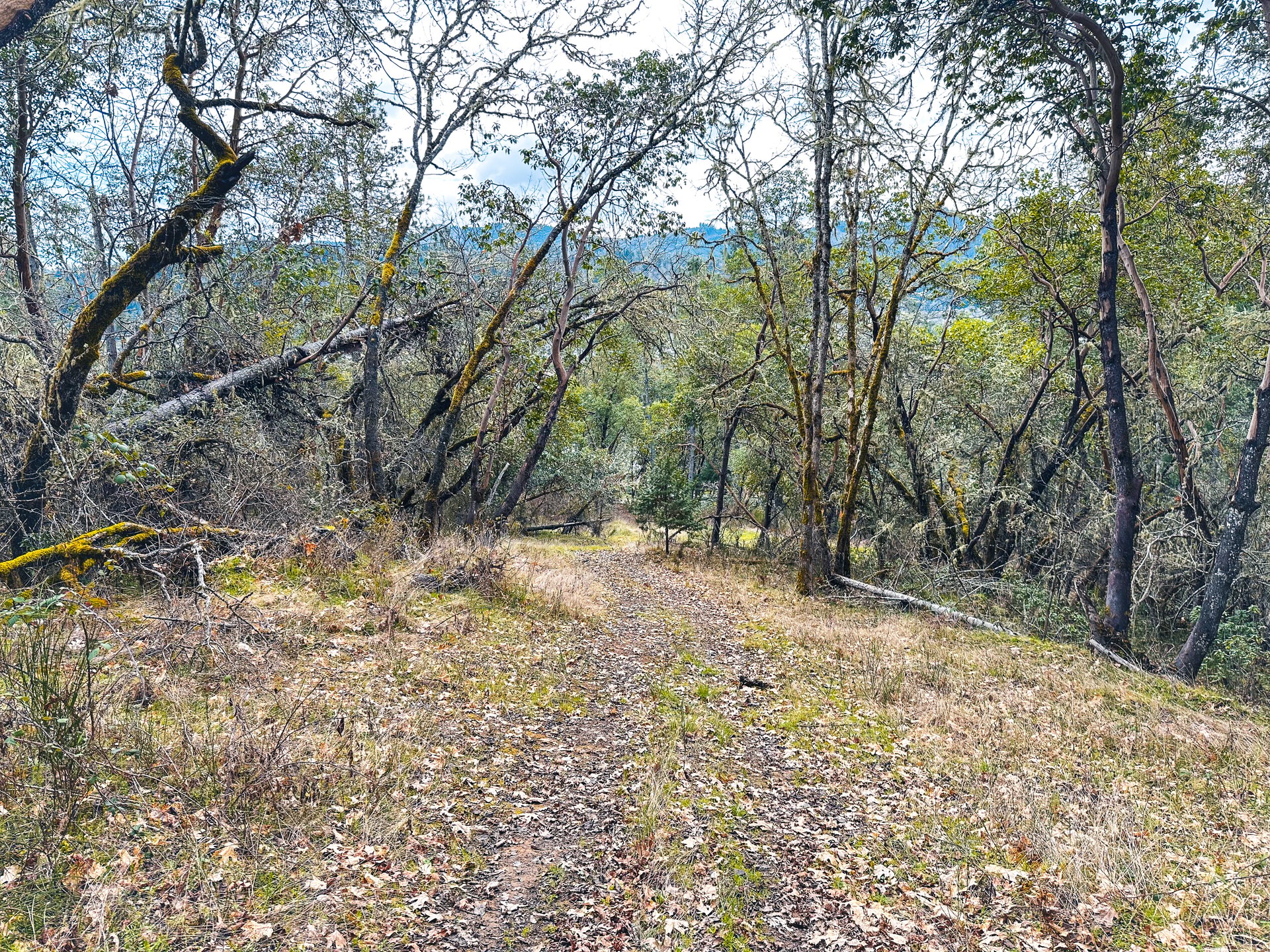 SUTHERLIN HEIGHTS