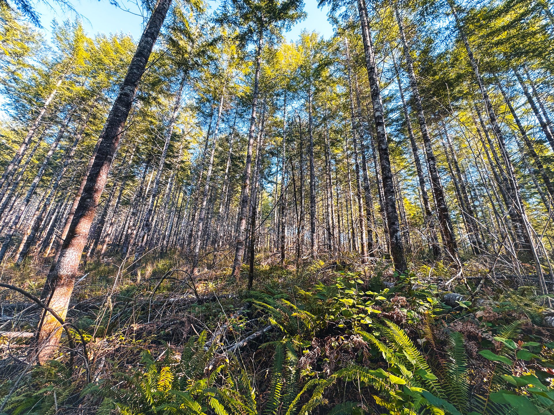 Camp Creek Forest