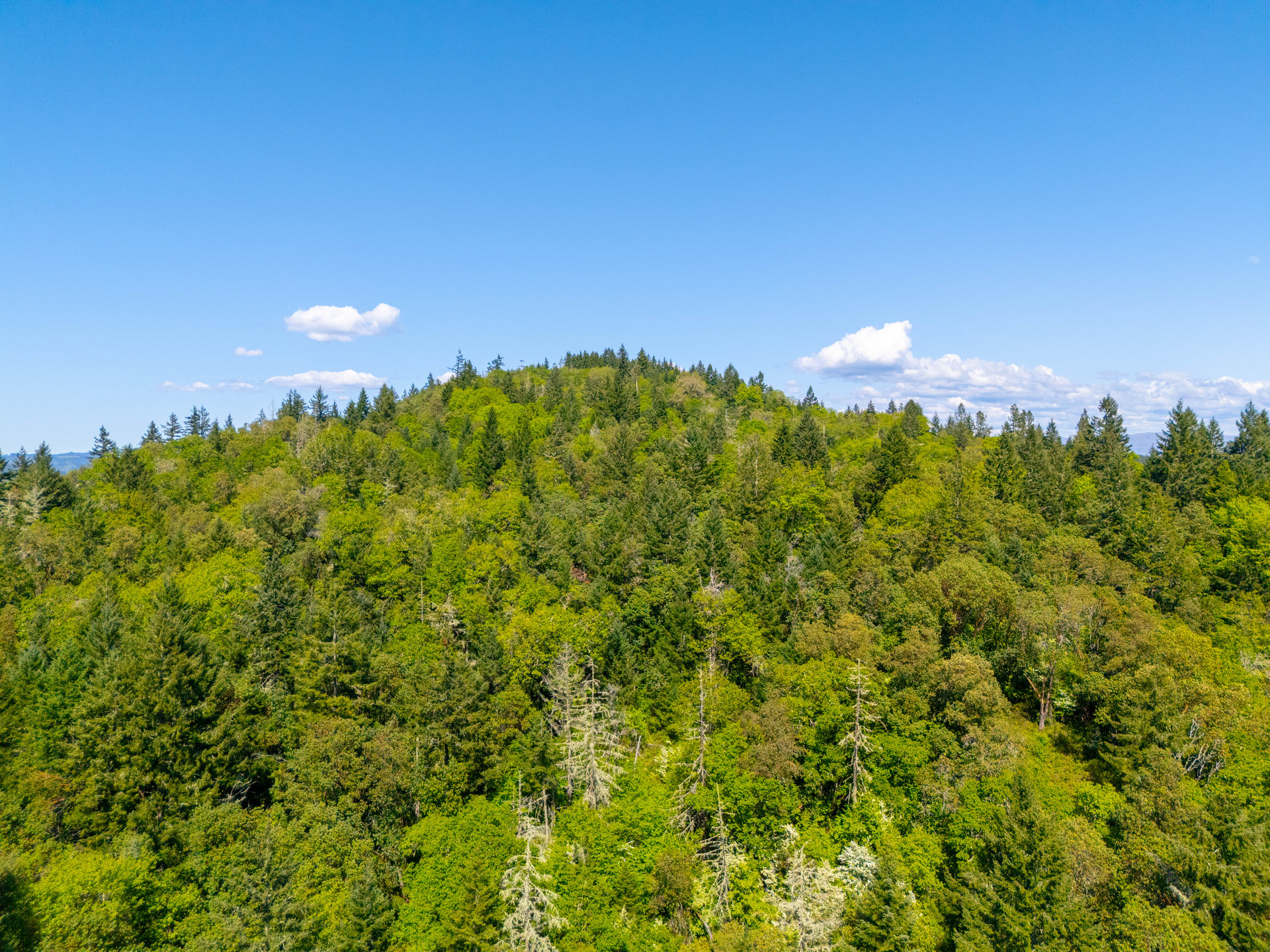 SUTHERLIN HEIGHTS