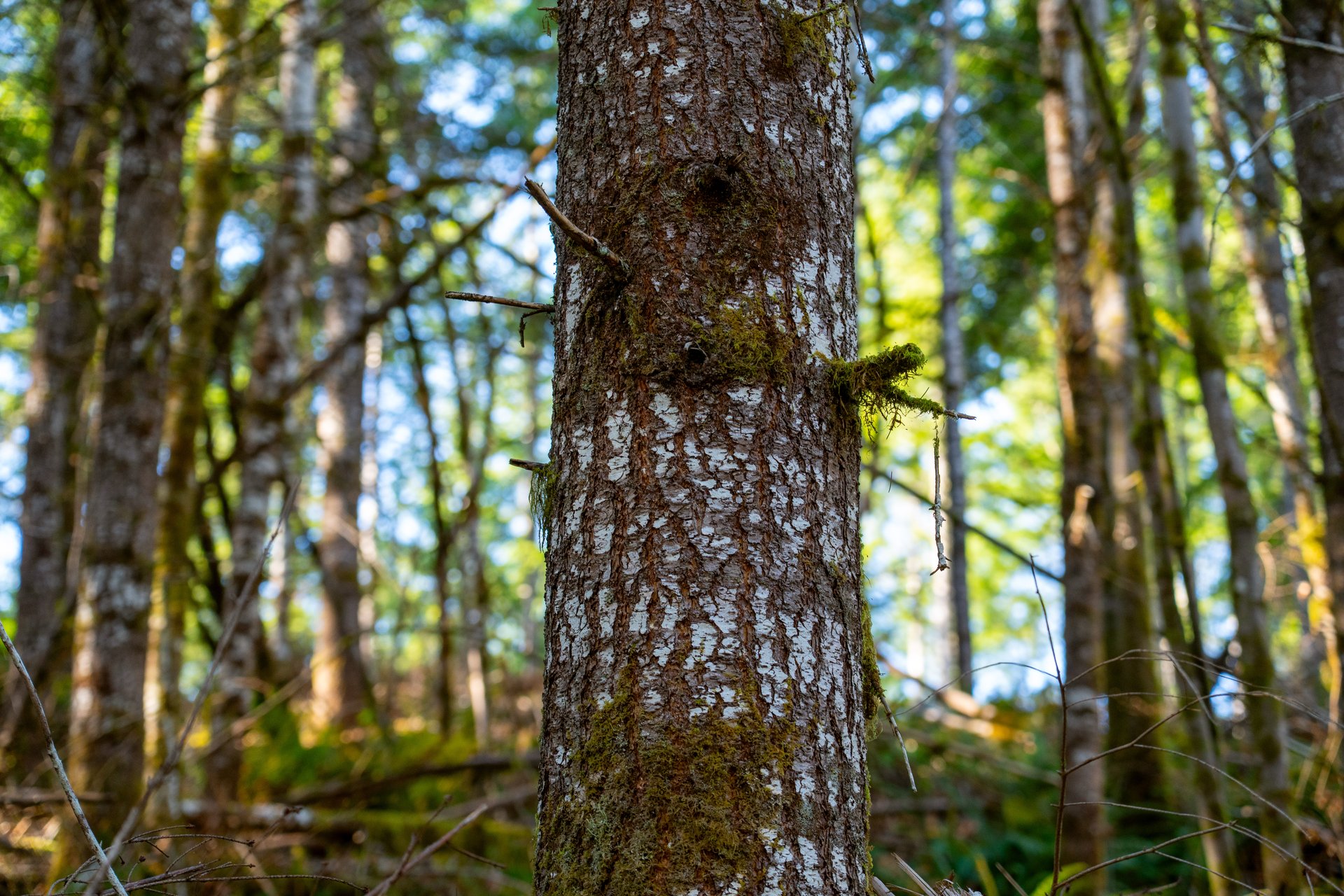 Camp Creek Forest
