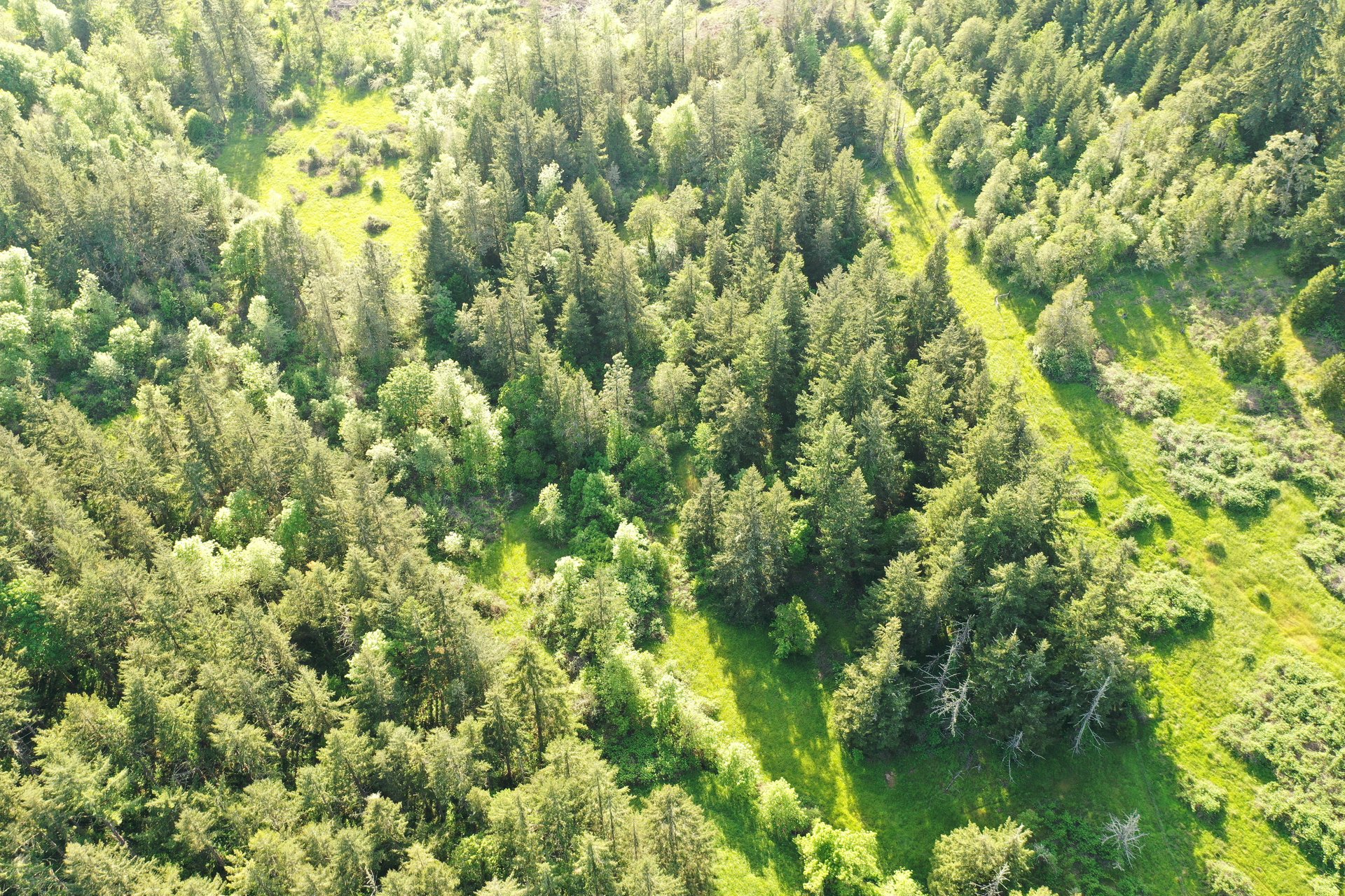 KIMBALL FOREST