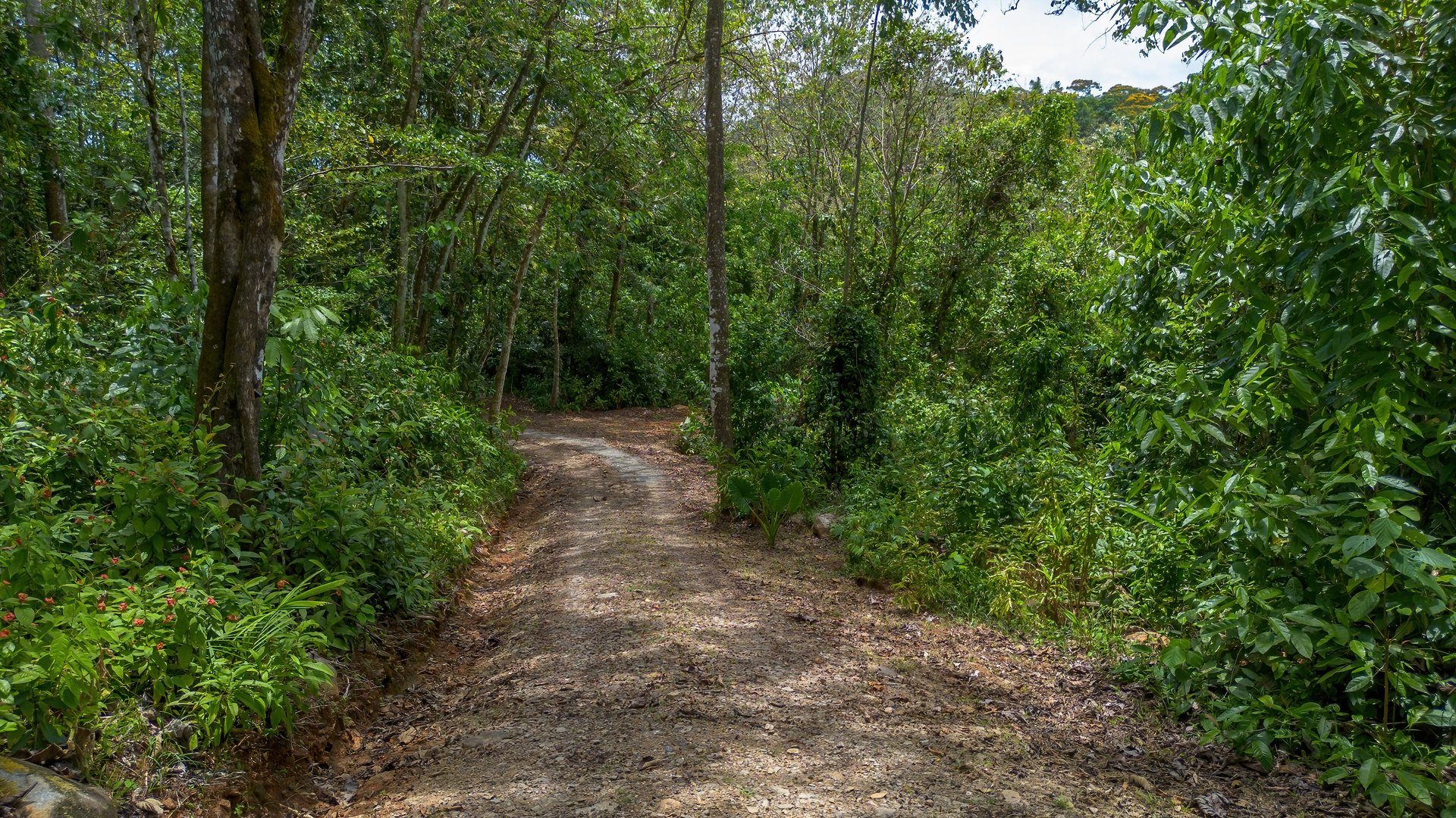 Casa Oropéndula - Modern Jungle Home for Sale Near Dominical, Costa Rica | 3BR, 2.5BA, 3.44 Acres with Creek