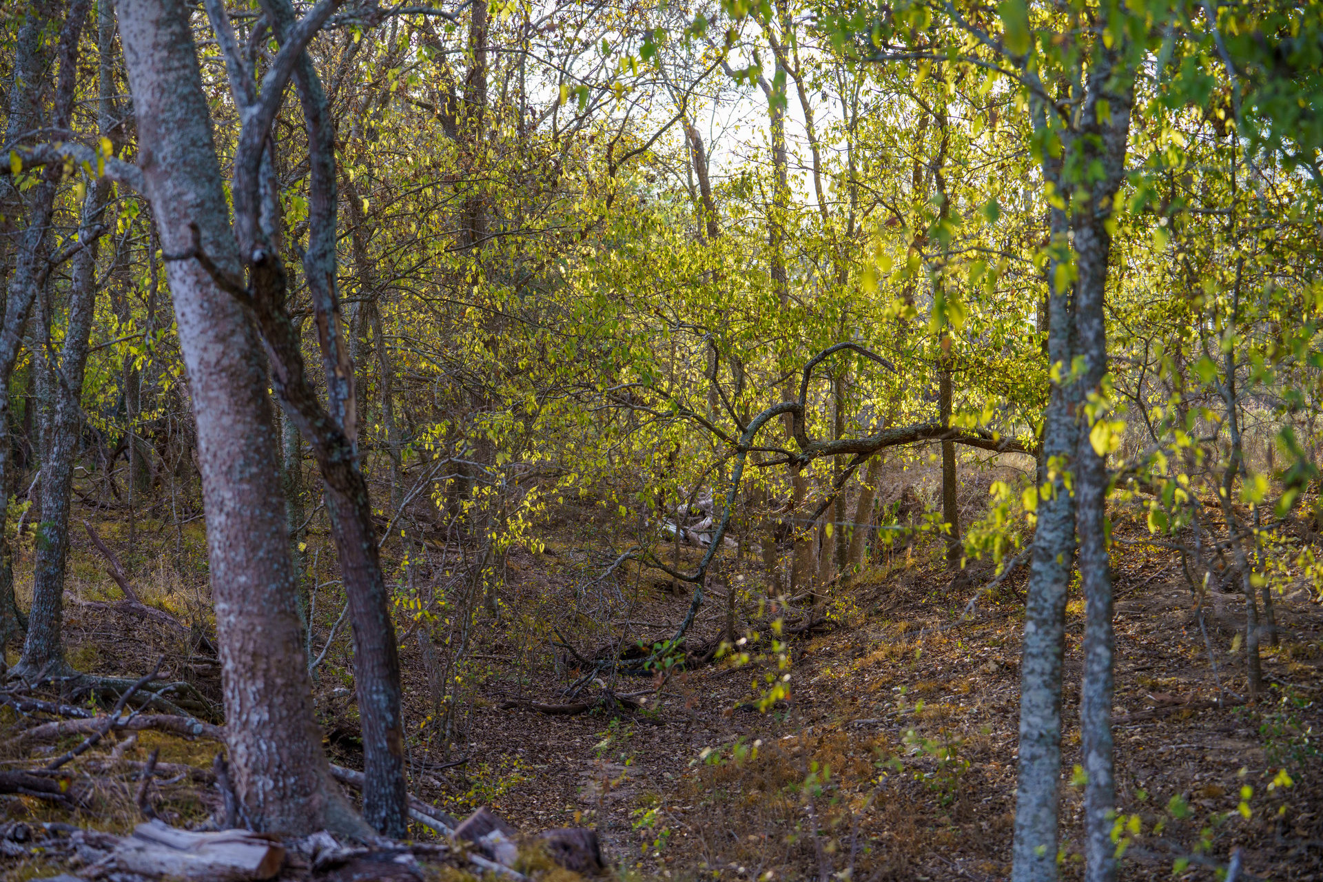 Gonzales County | 104+/- Acres