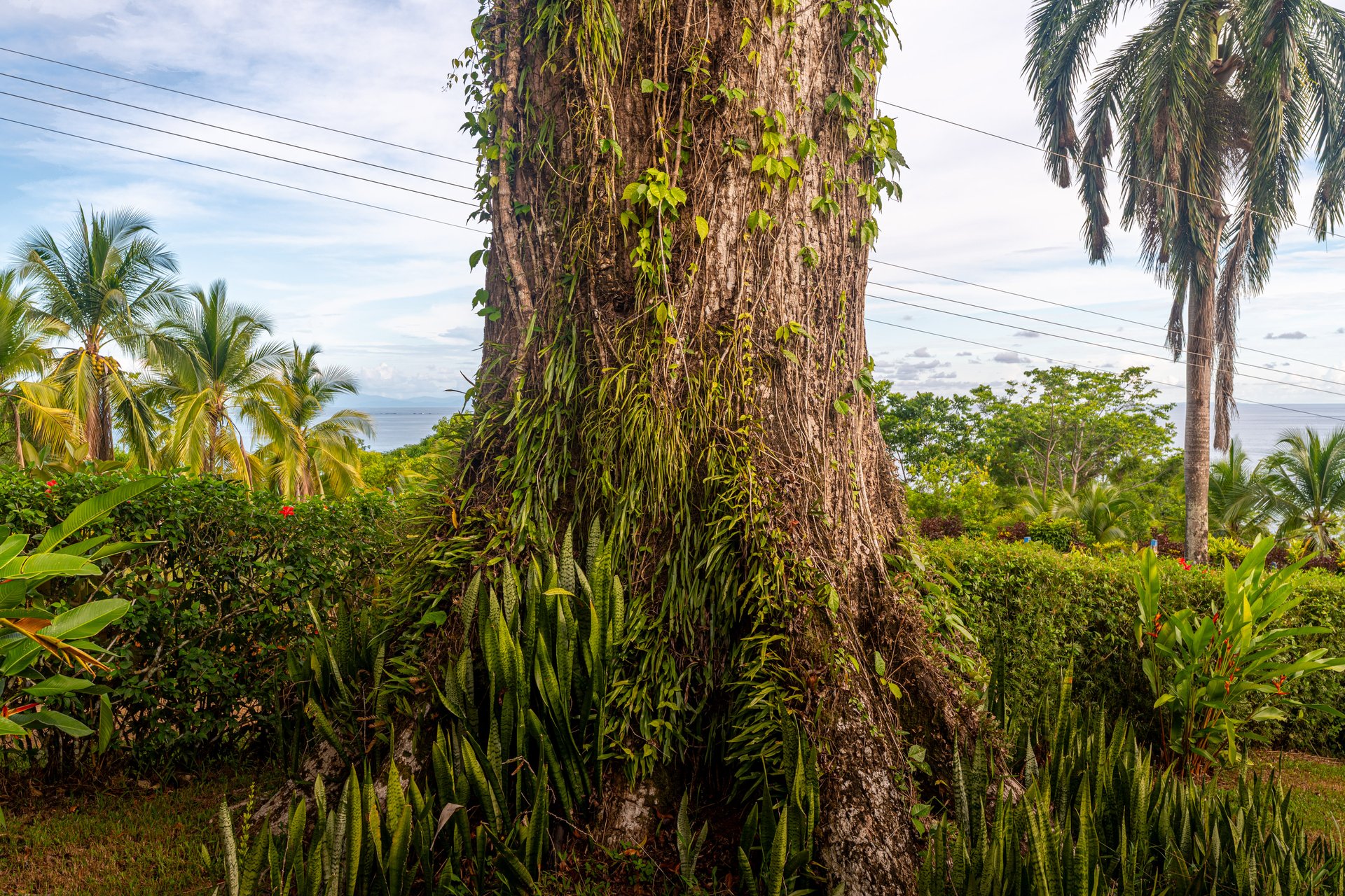 Classic Luxury at Casa Ceiba, Coastal Ocean View 4 Bedroom Home Near Uvita