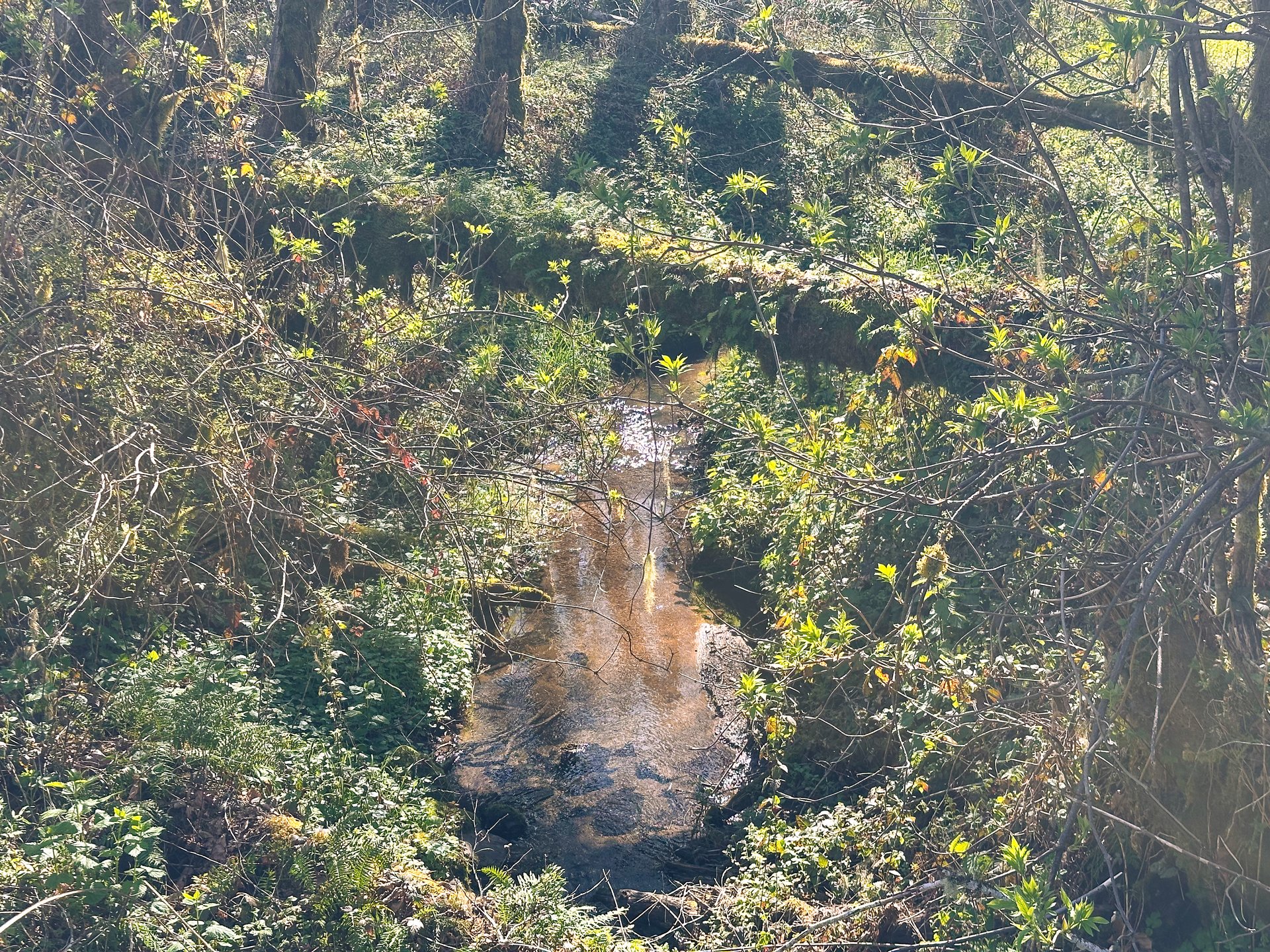 Coyote Creek Forest