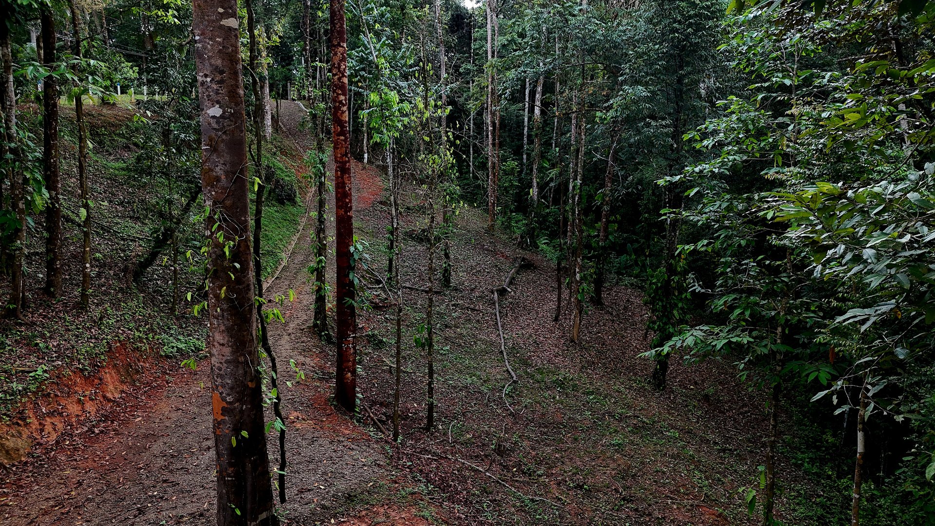  3.75-Acre Jungle Lot with Creek in Ventanas de Osa, Puntarenas