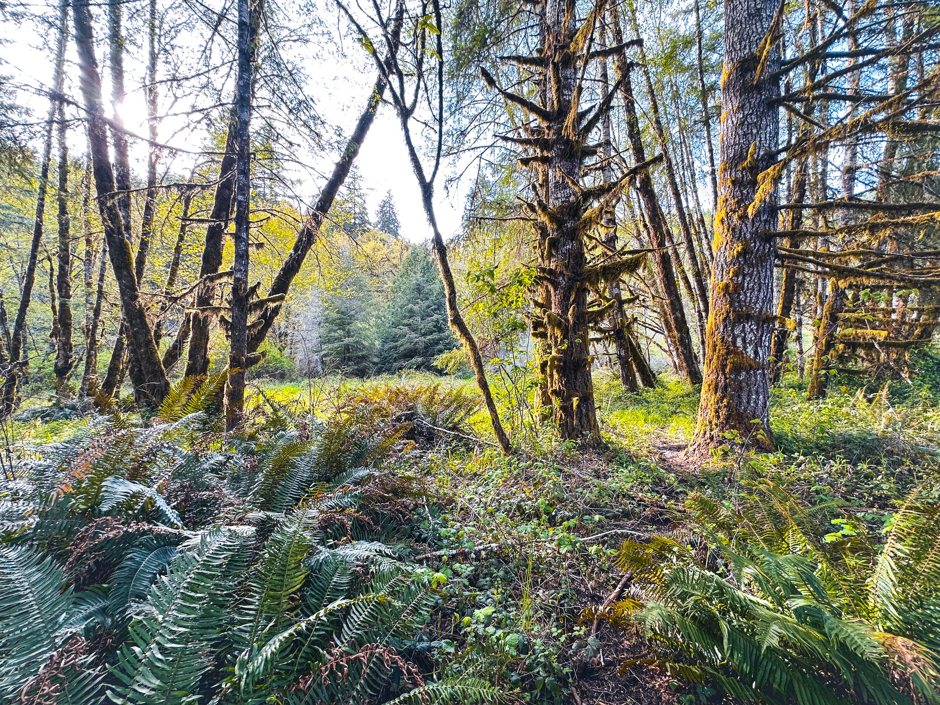 Nelson Mountain Meadows