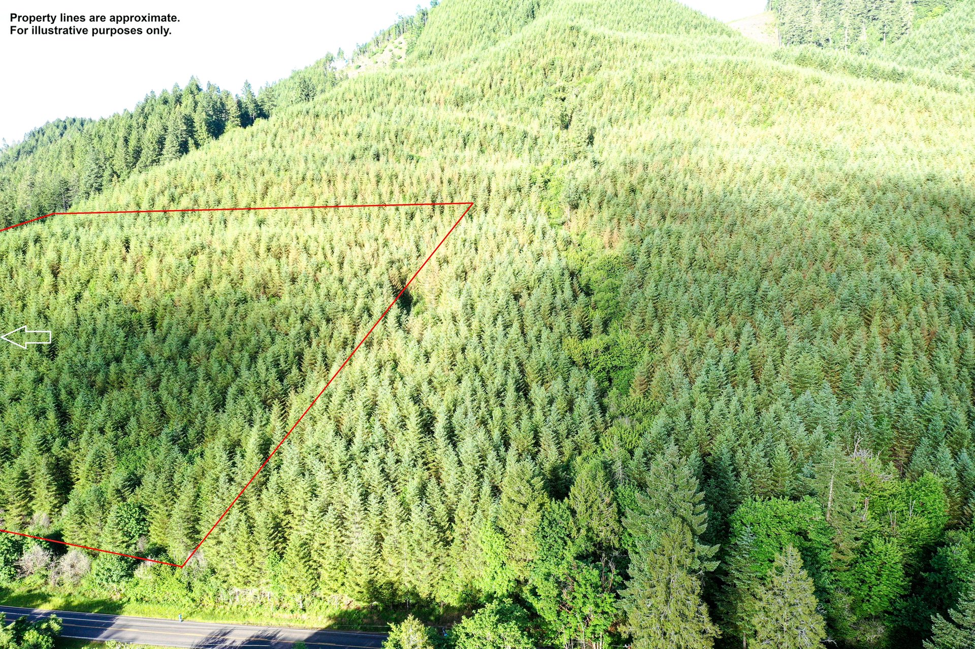 Little Forest