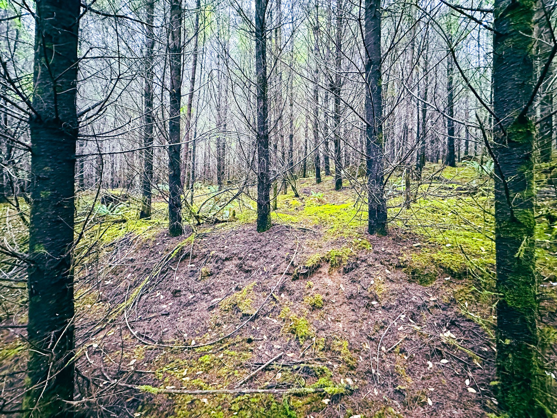 Little Forest