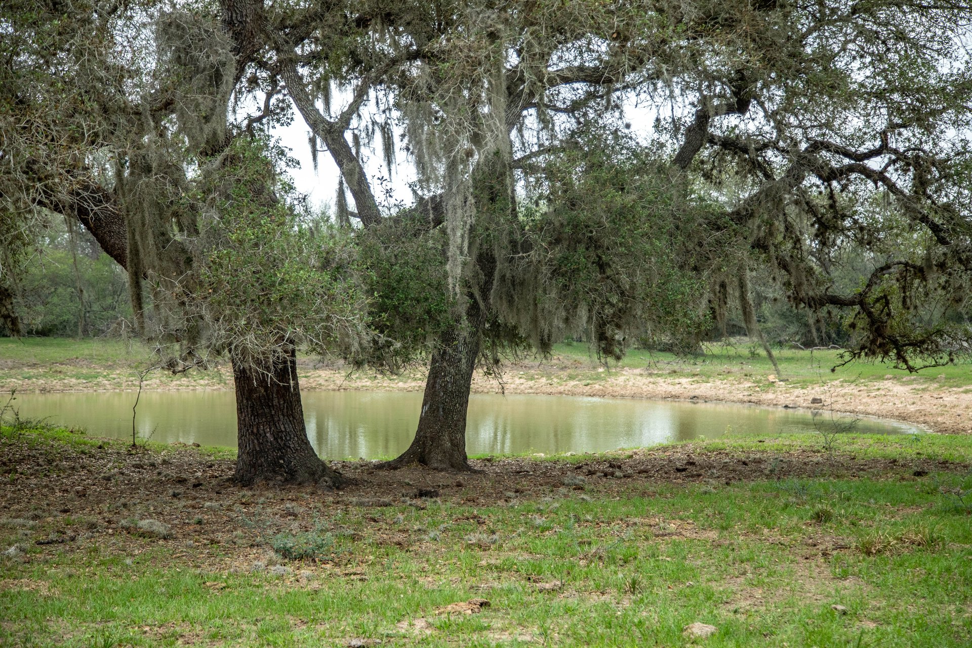 Five Mile Creek Reserve | 252.73± Acres-High Fence | DeWitt County, TX