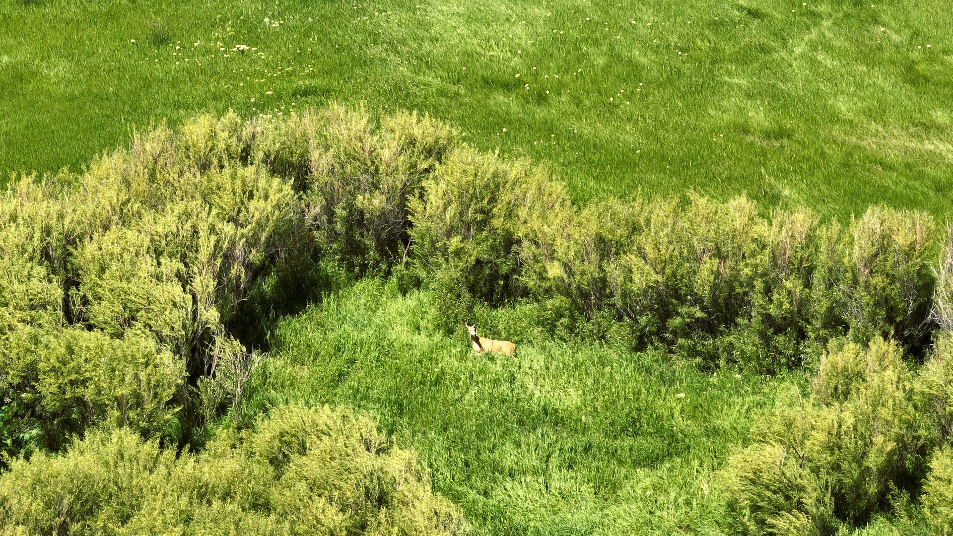 Antelope Creek Ranch