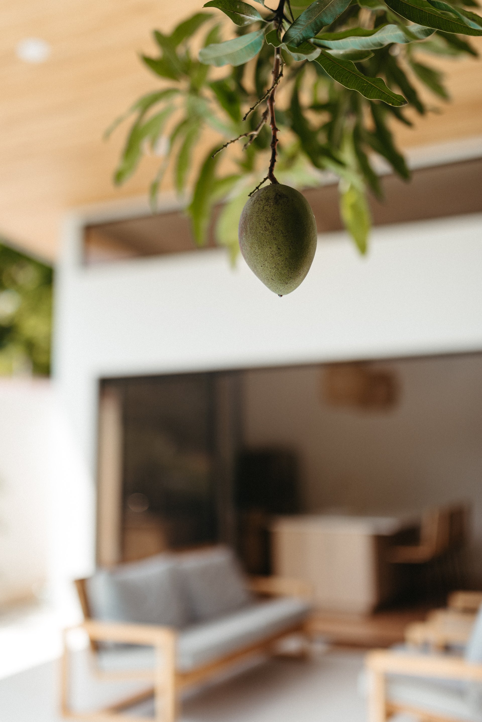Casa Mango | Elevated Boho Home near the Beach