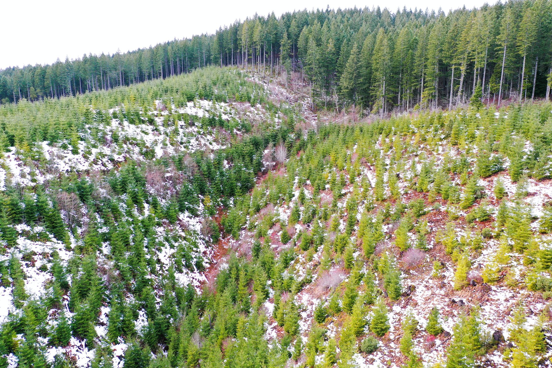 ARC Woods