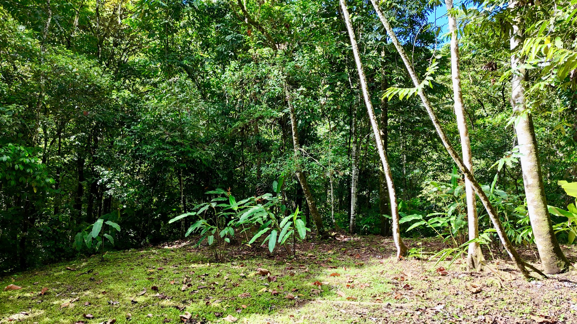 Selva Vista Estate – 5.9 Acres of Wild Beauty