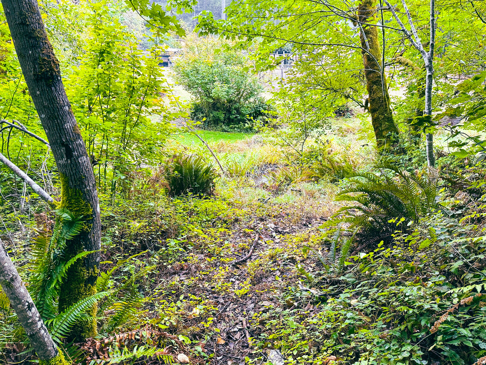 Little Forest