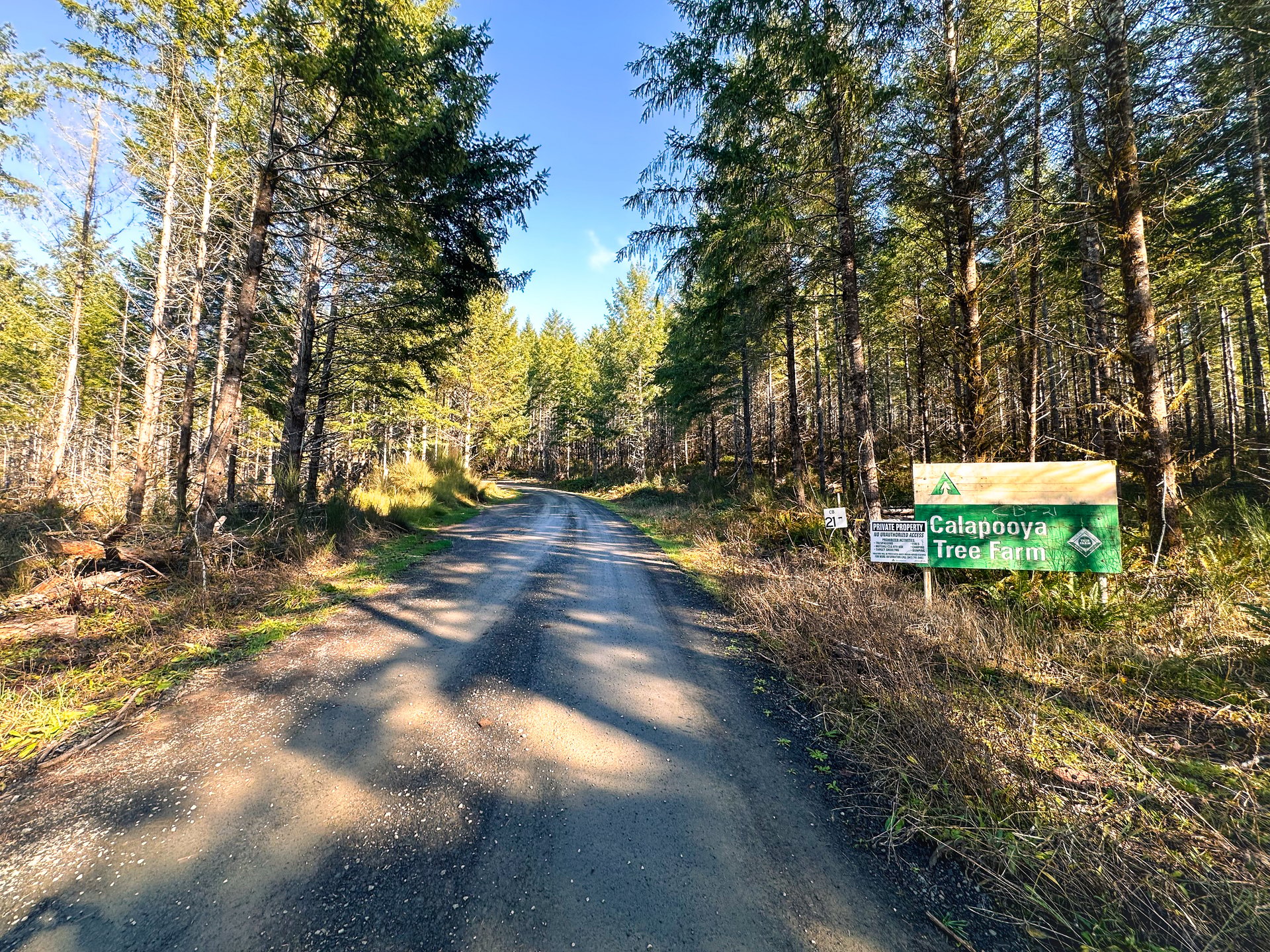 Camp Creek Forest