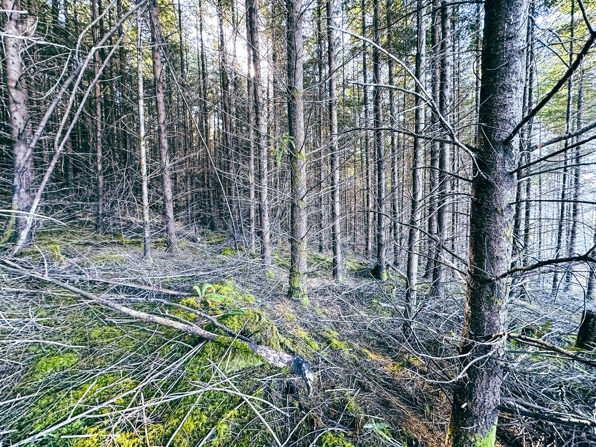 Camp Creek Forest