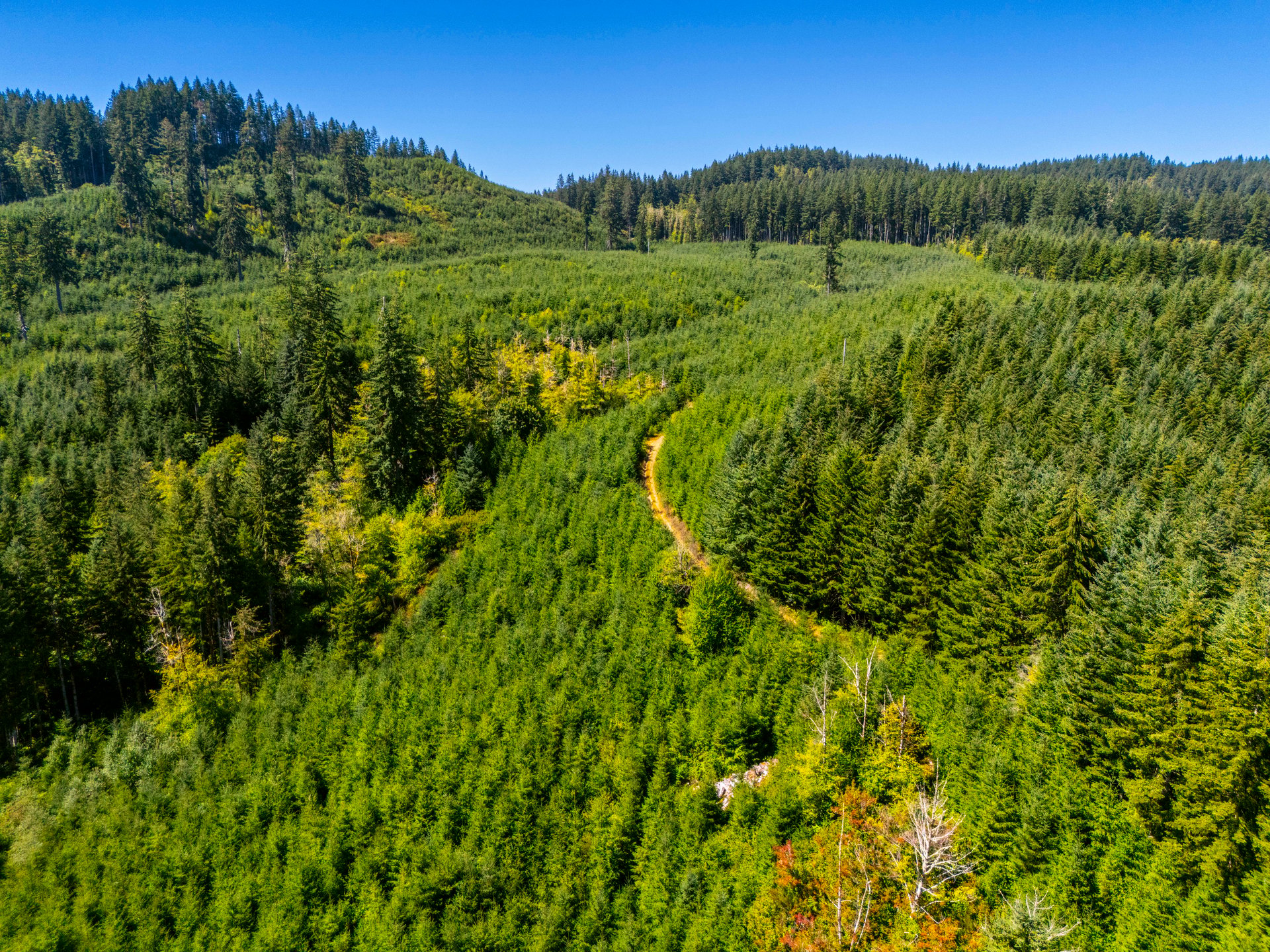LINCOLN-HILLTOP TREEFARM Sealed Bid Offering 