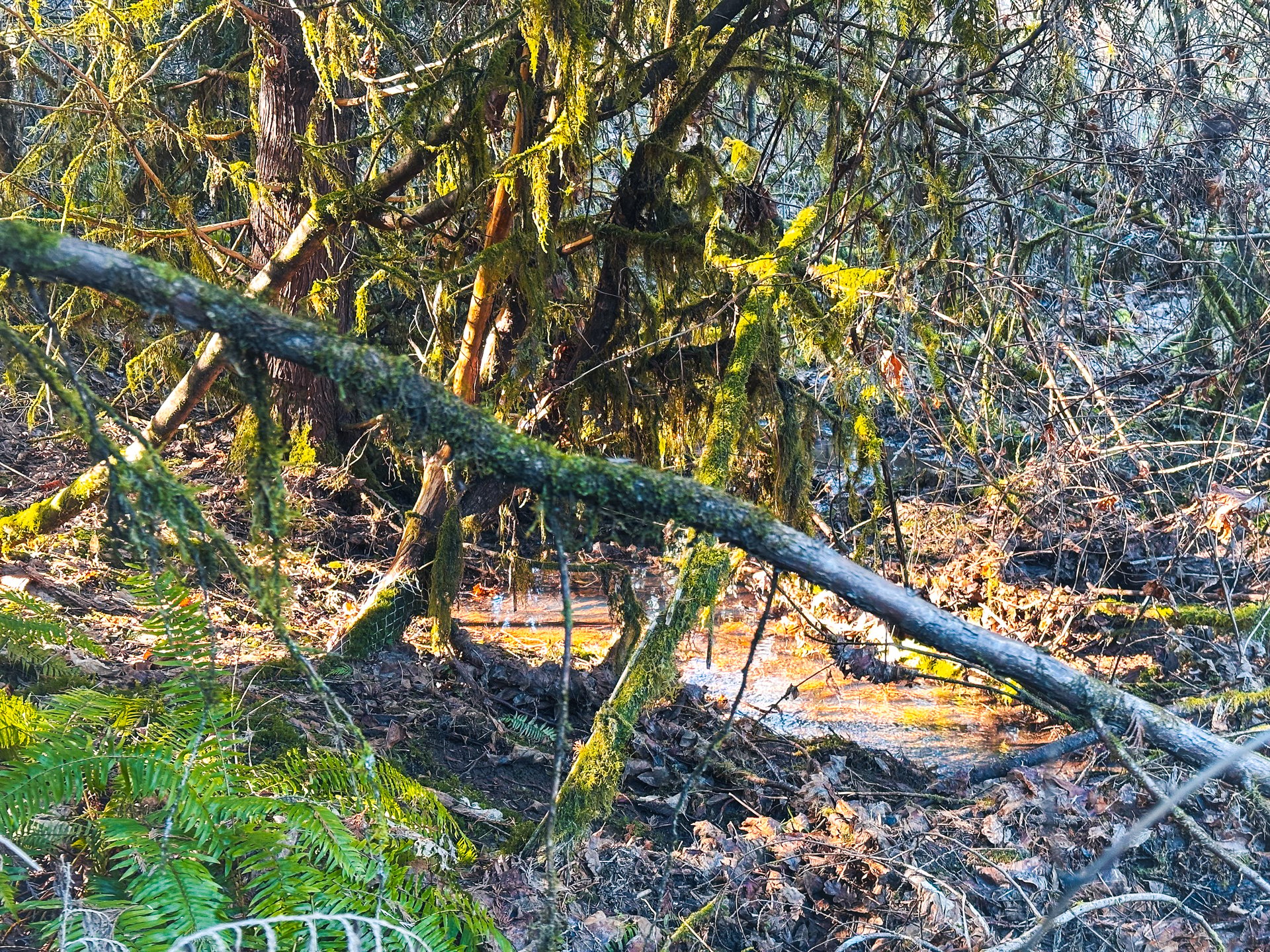 Liberty Forest Auction