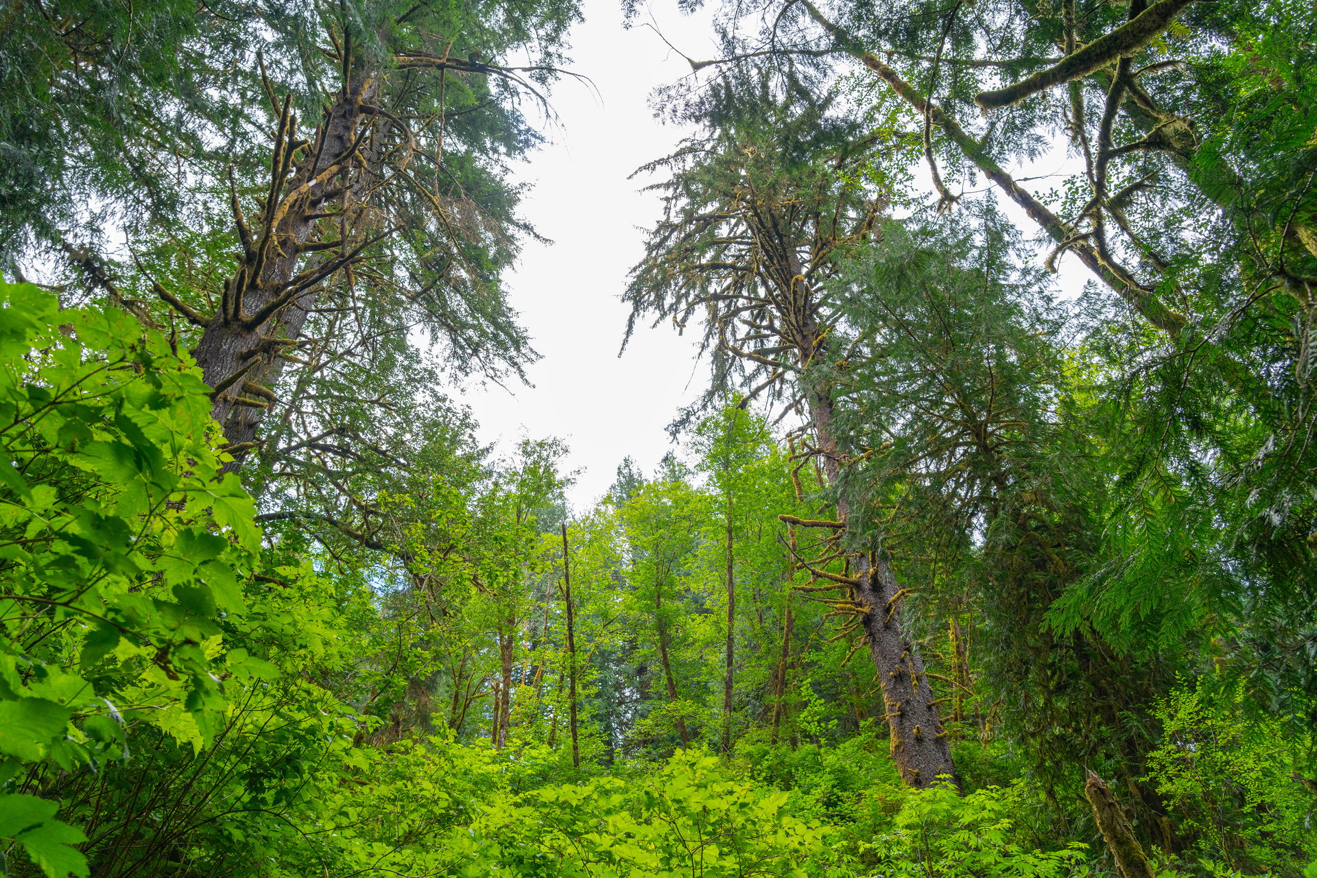 MILL CREEK FOREST