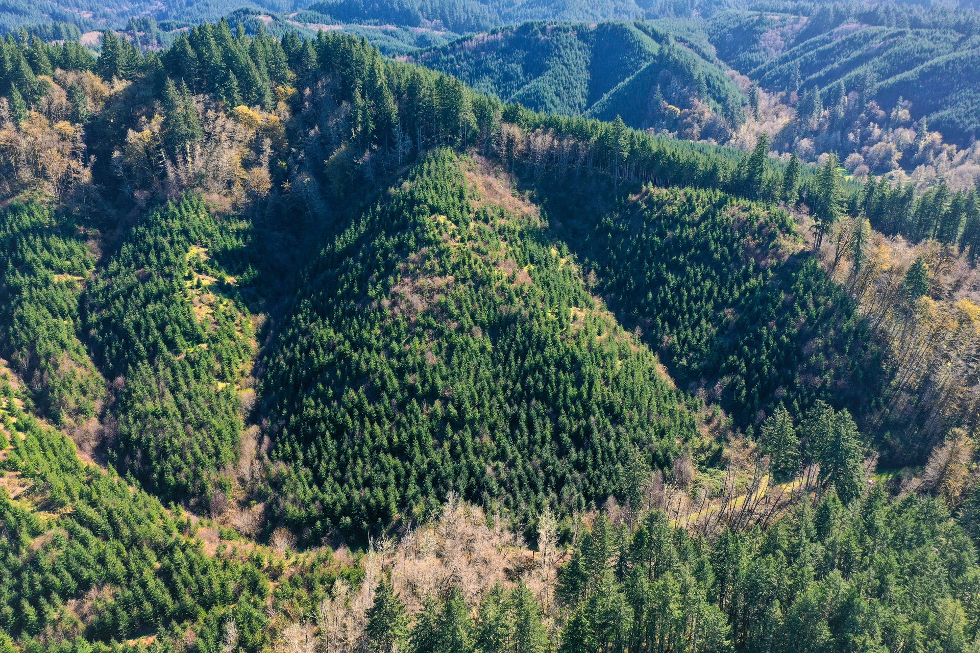 Coyote Creek Forest