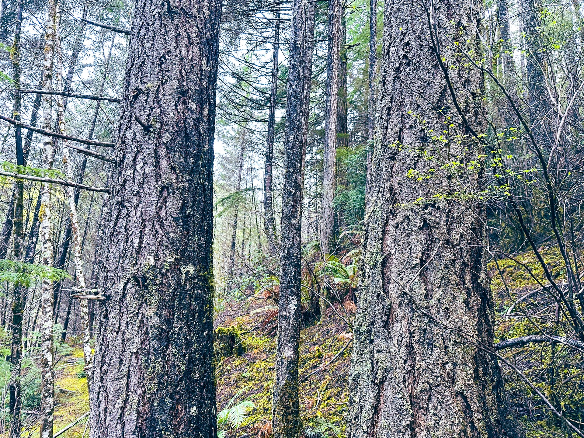 RICHARDSON TIMBER