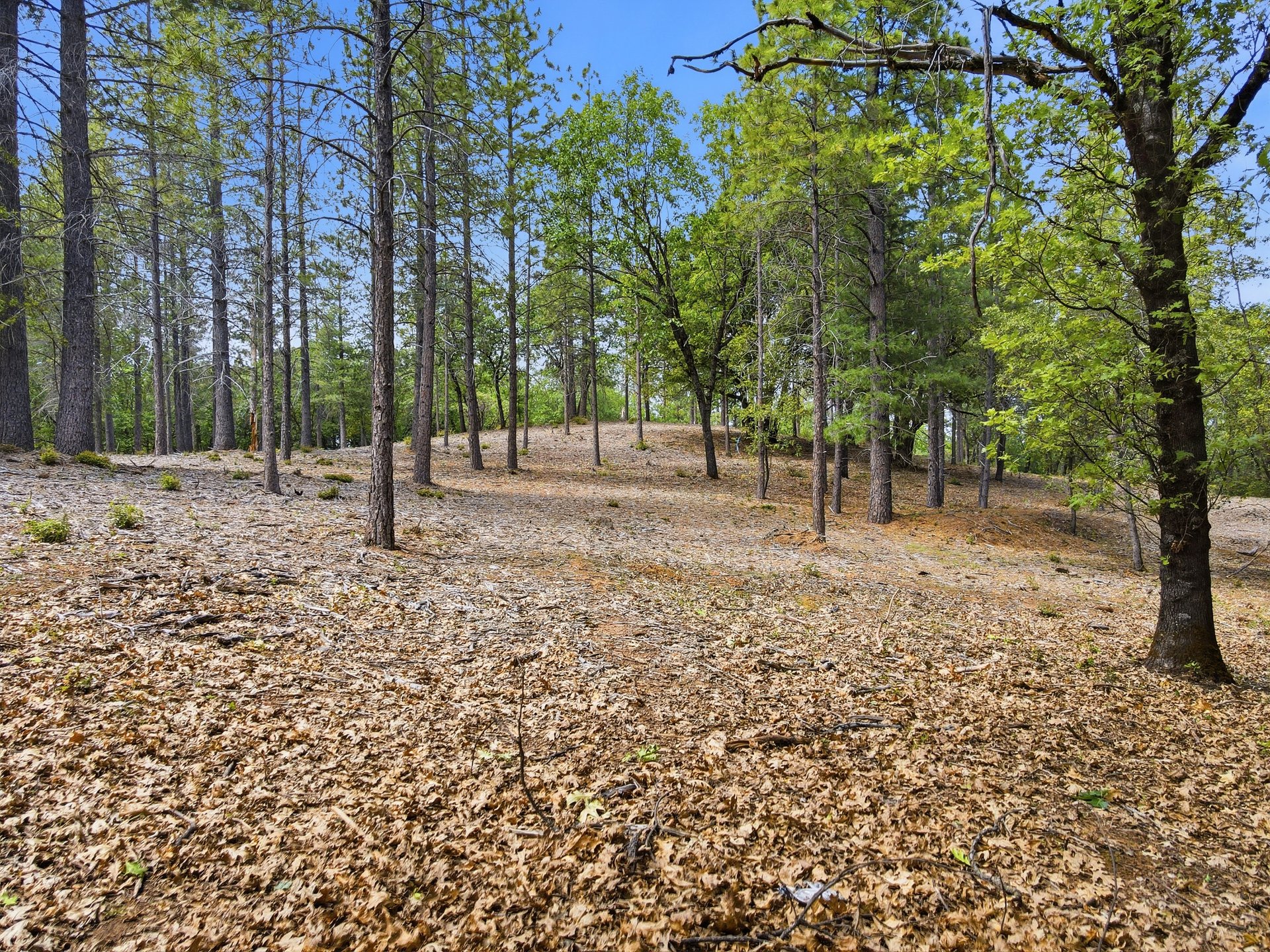1451 Big Oak Rd