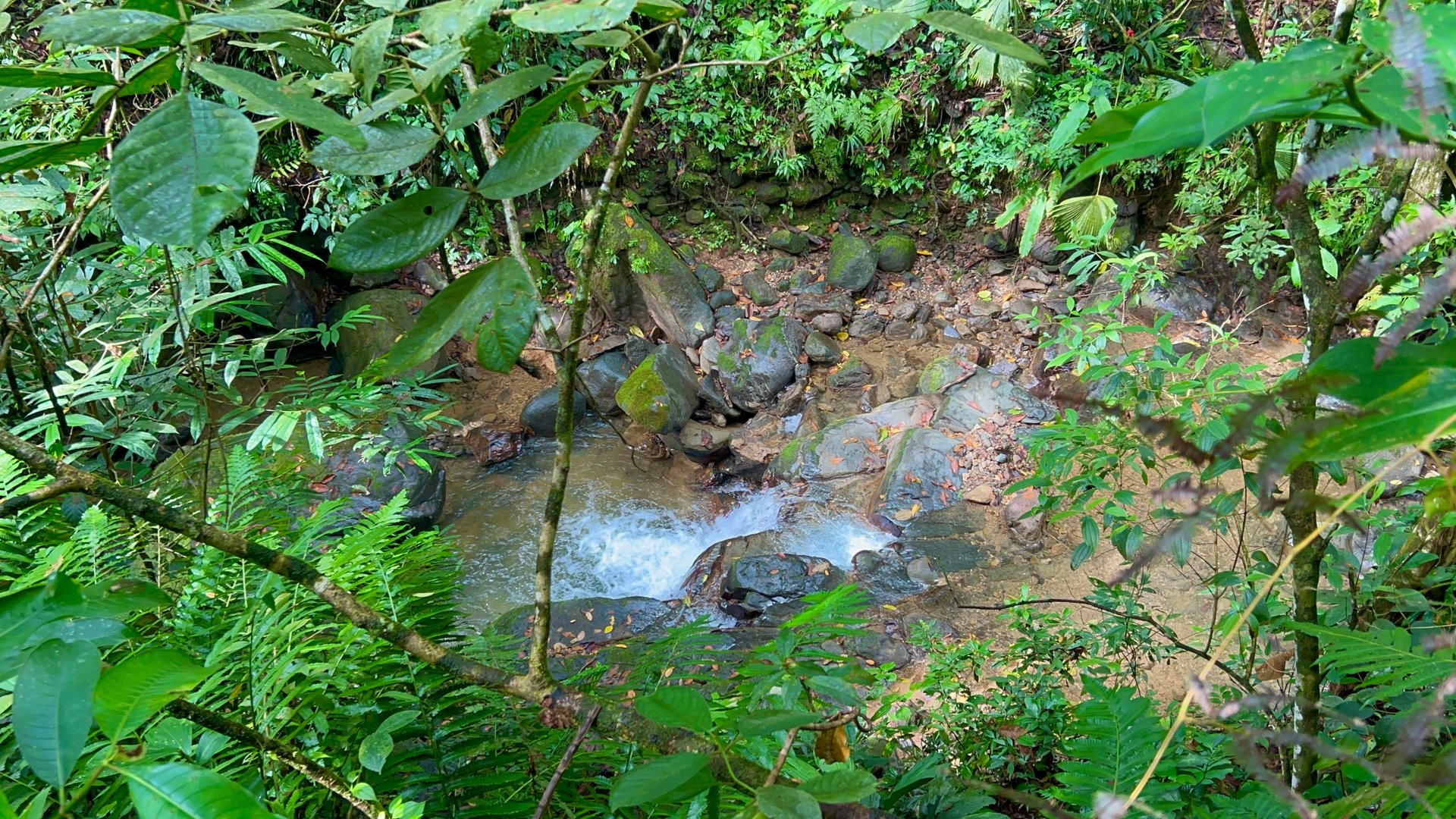Selva Vista Estate – 5.9 Acres of Wild Beauty