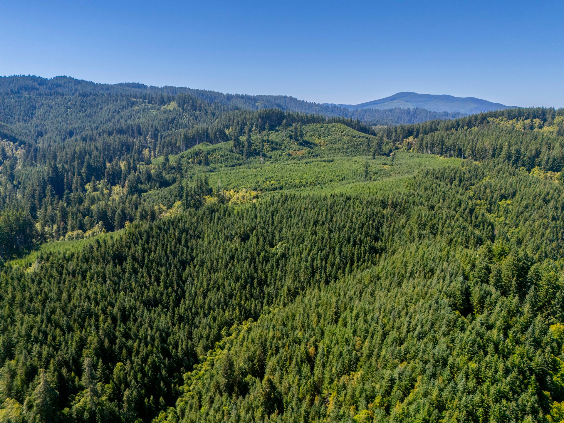 LINCOLN-HILLTOP TREEFARM Sealed Bid Offering 