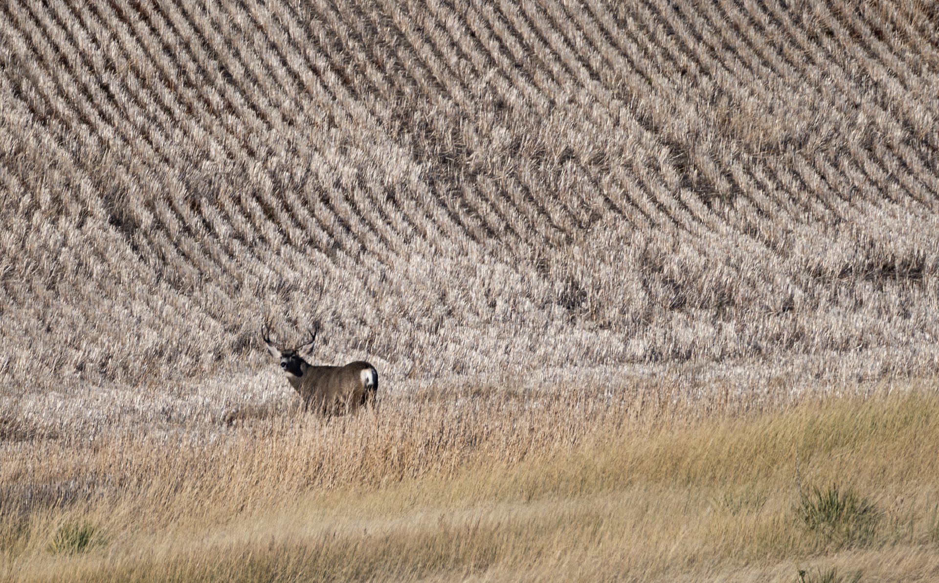 Salt Creek Ranch