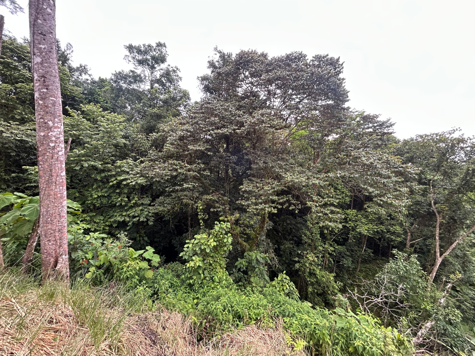 Beautiful Lot in Phase 9 Ojochal, Gated Communuity - NOW WITH LEGAL WATER