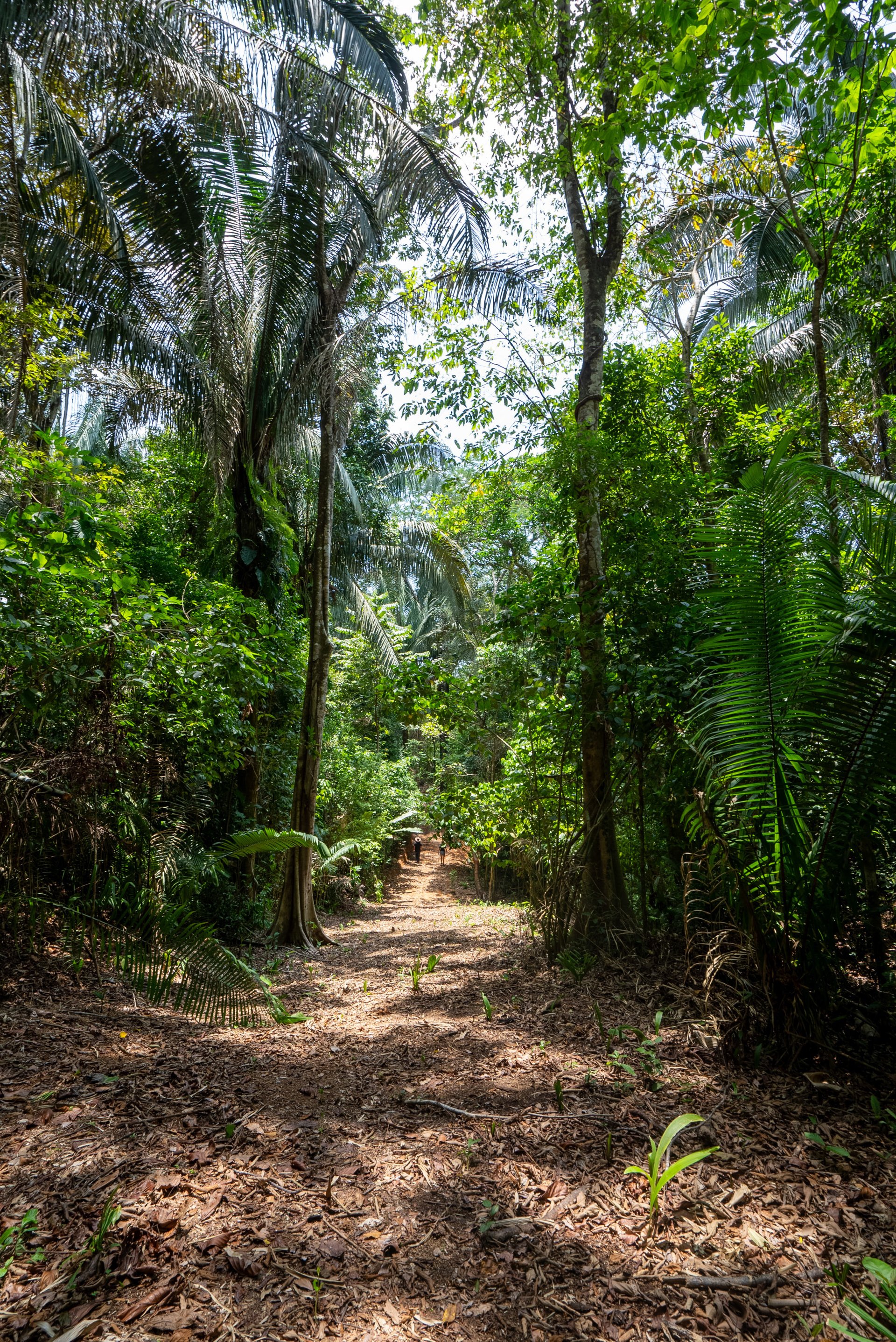 Rare 86-Acre Ocean View Estate Bordering Hacienda Barú – A Unique Opportunity for Conservation and Development