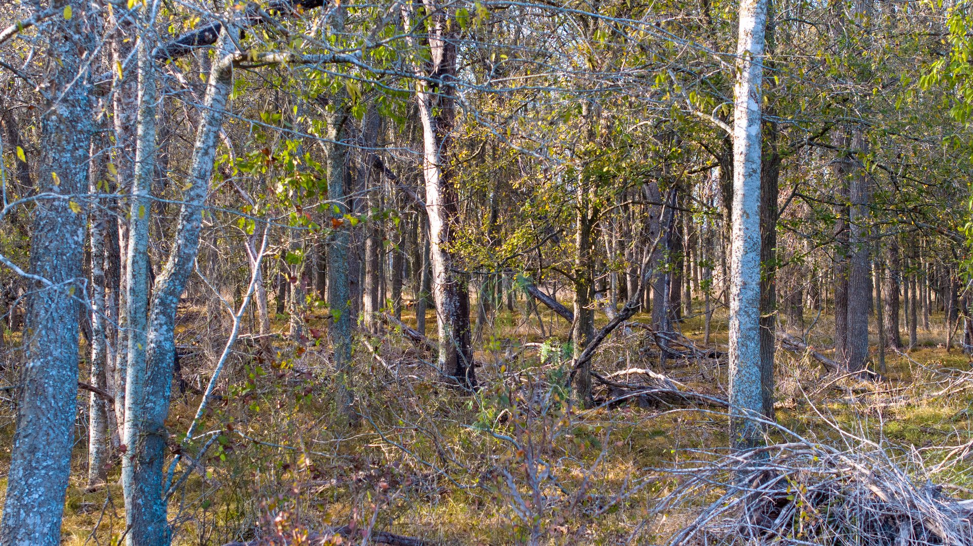 Gonzales County | 104+/- Acres