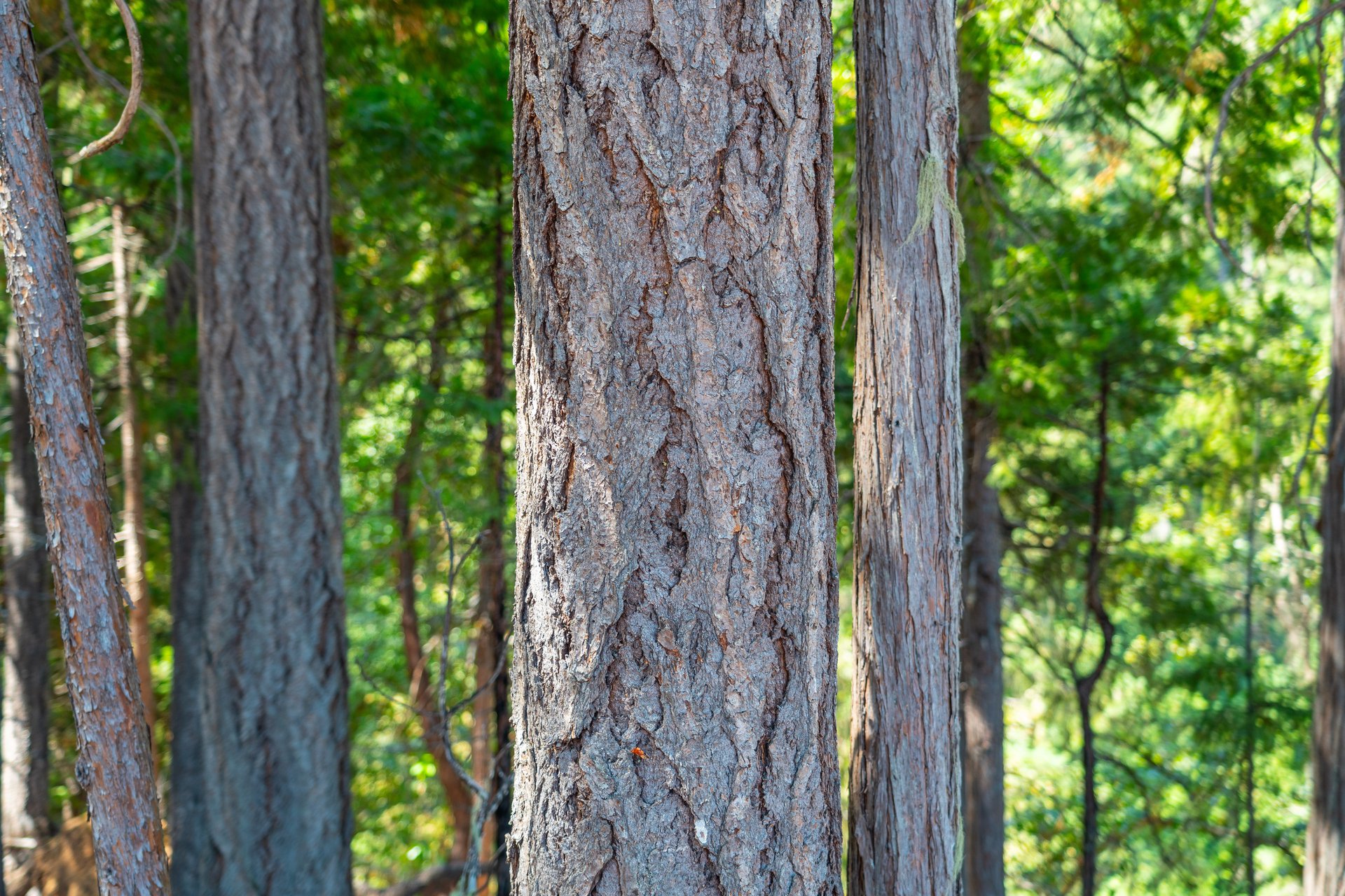 STRICKLAND BOULDER FOREST