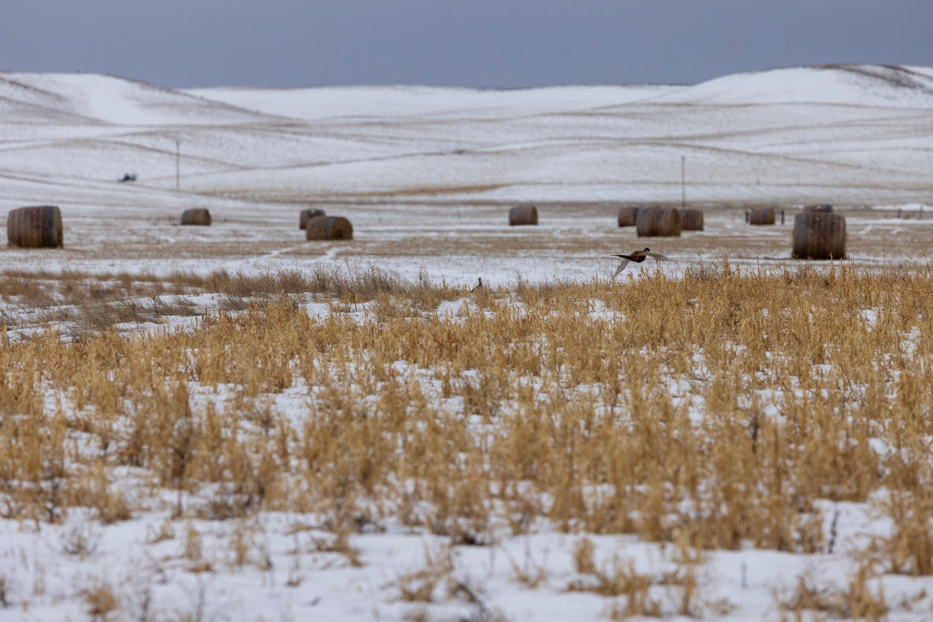 Blood Coulee Ranch