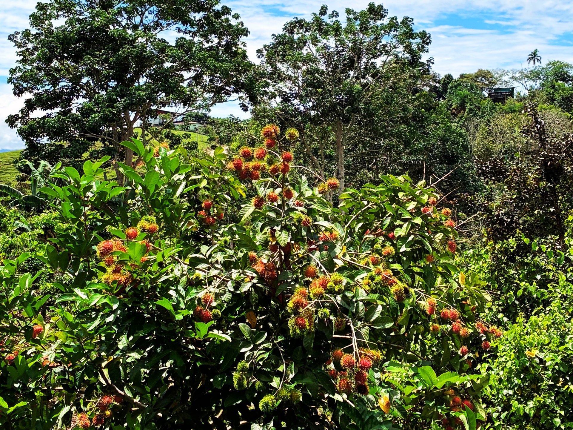 Productive Agricultural Farm with Valley Views in Cristo Rey of Platanares, Pérez Zeledón