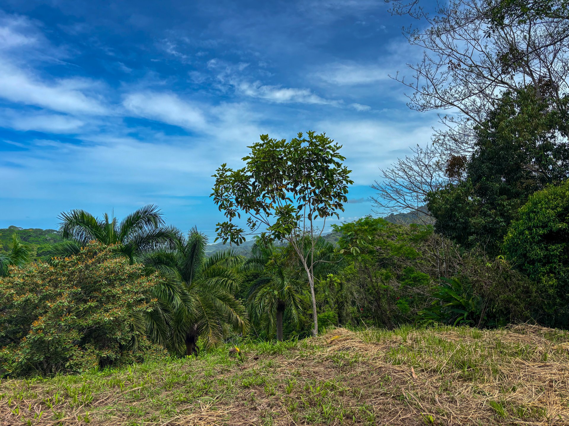 3.6 Acre Ocean View, Near the Beach & Cool Mountain Elevation